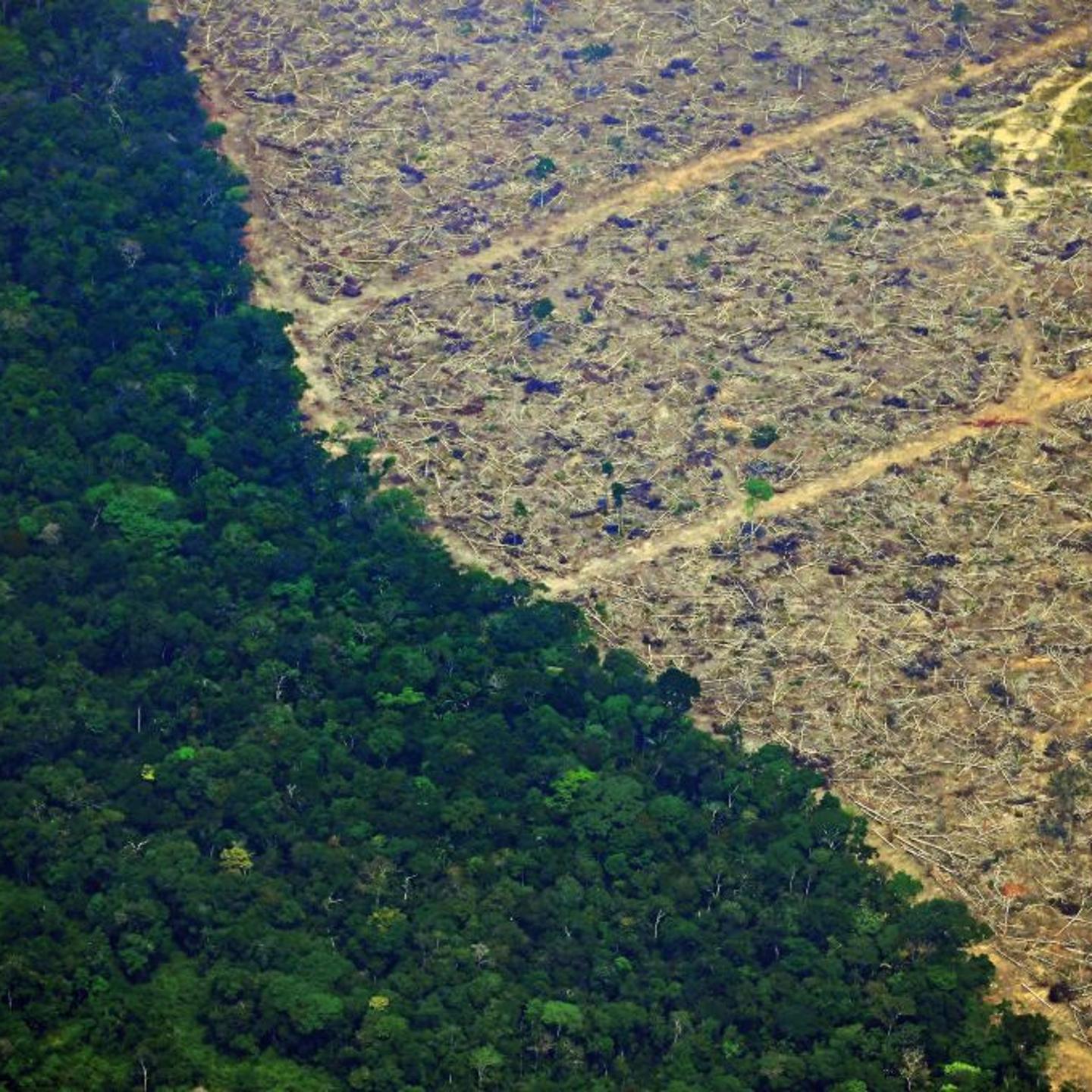 Amazon-deforestation-alliance