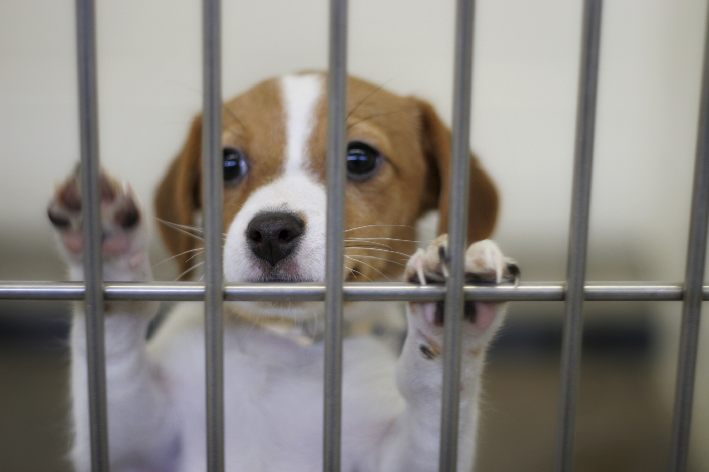Puppy in a pound