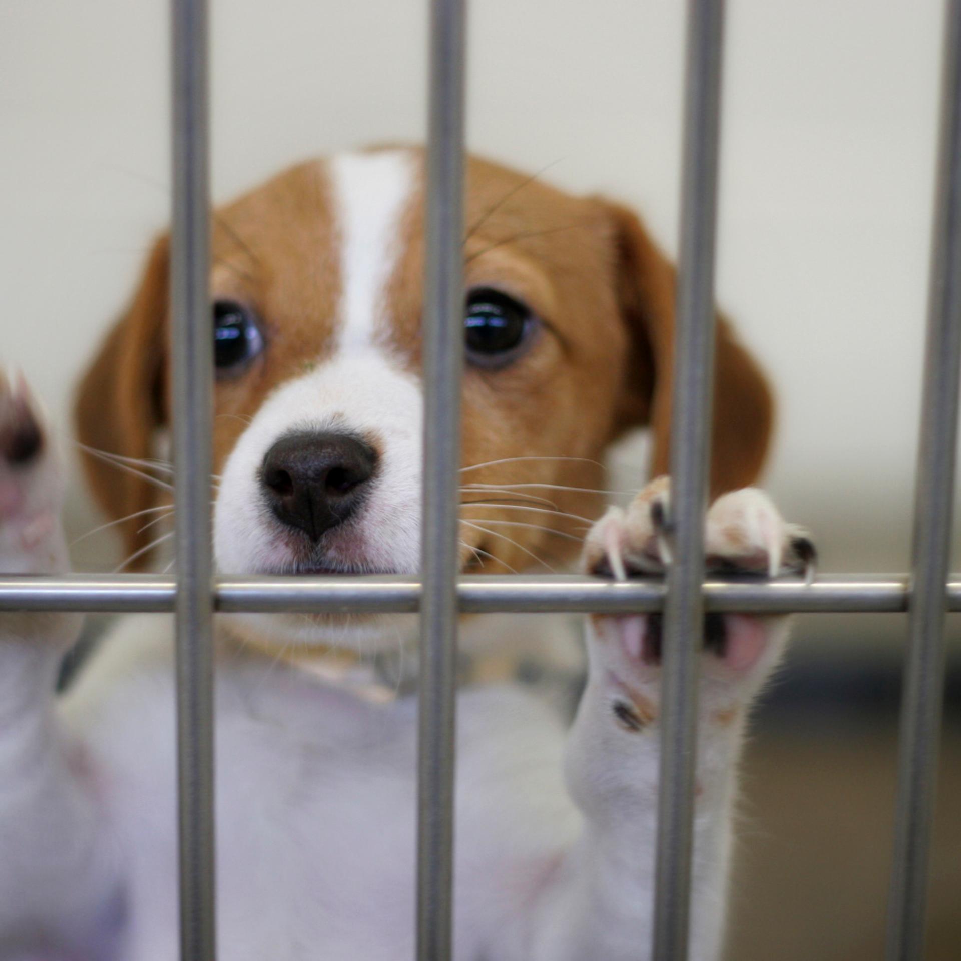Puppy in a pound