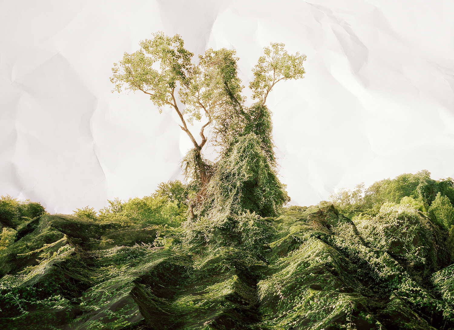 Response to Print of Kudzu, Texas, 2010