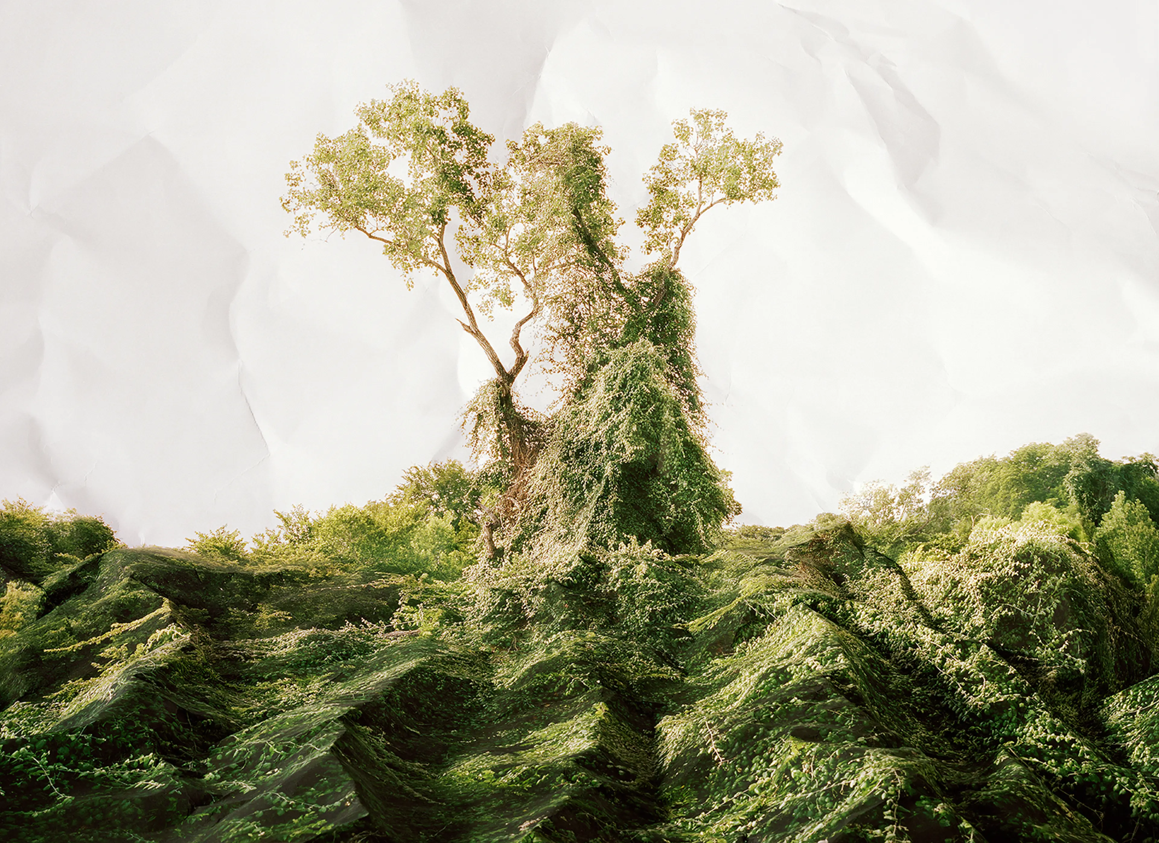 Response to Print of Kudzu, Texas, 2010