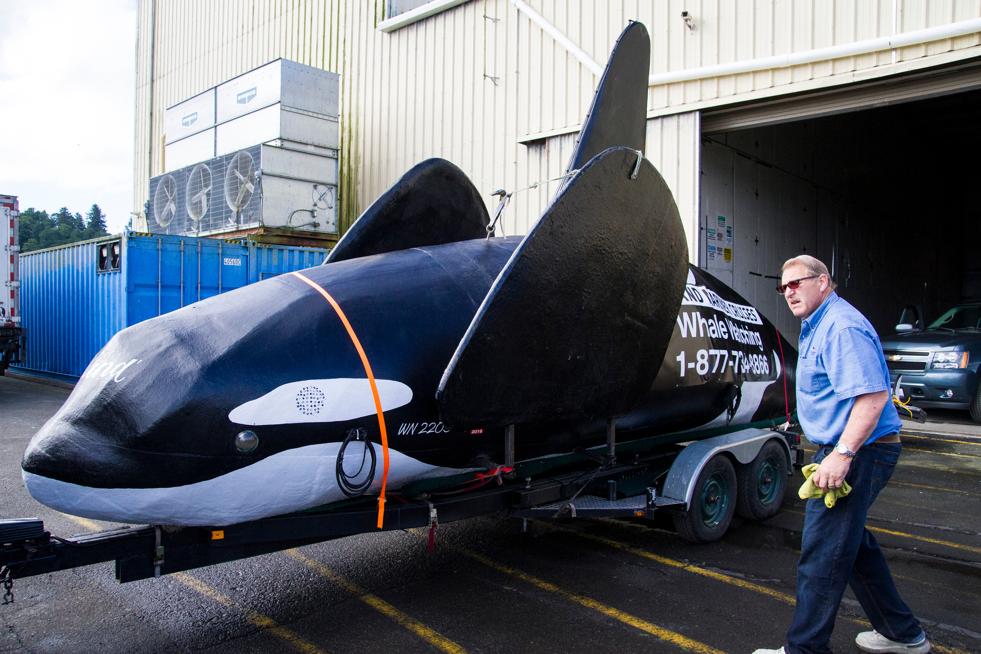 Odd Fake Orca Sea Lions
