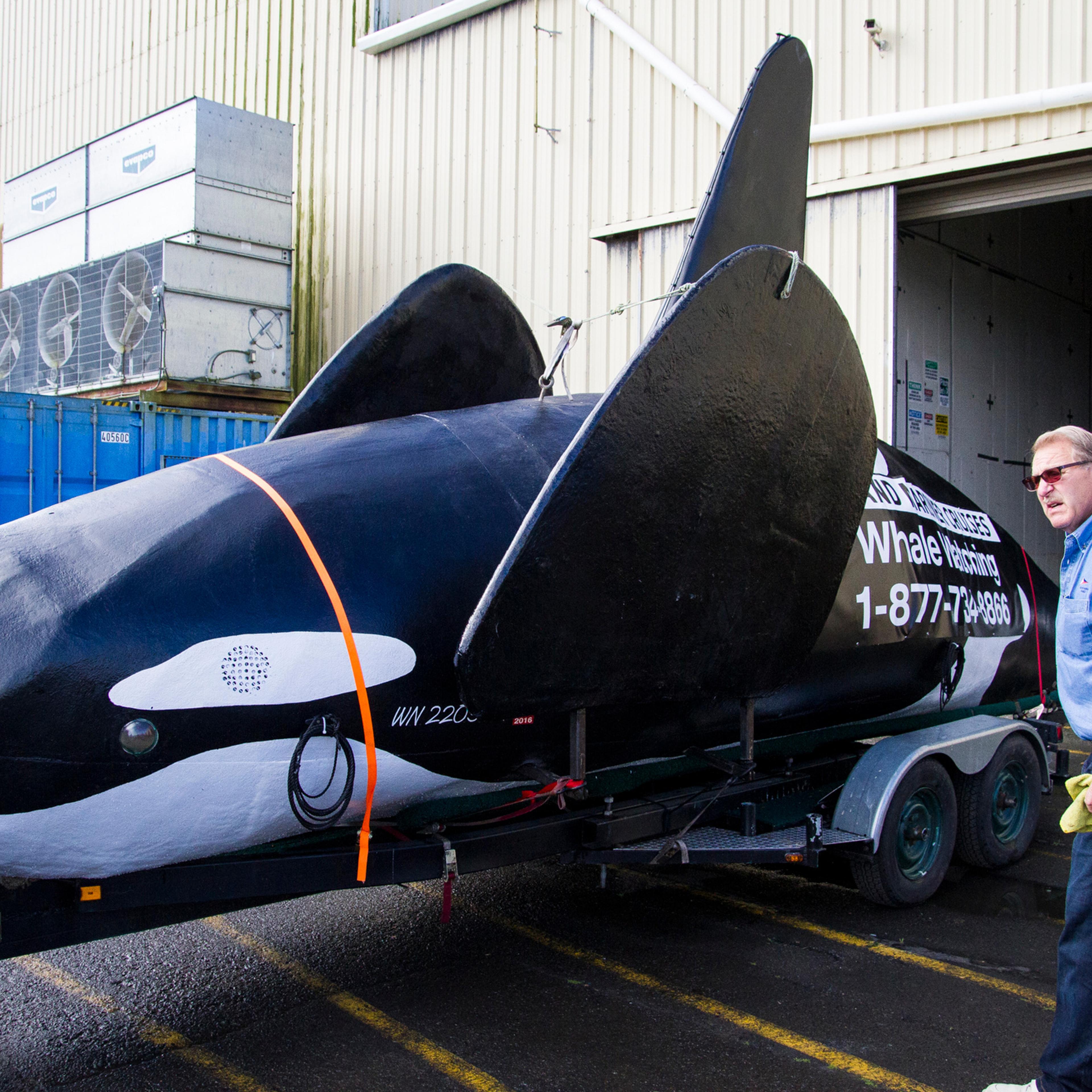 Odd Fake Orca Sea Lions