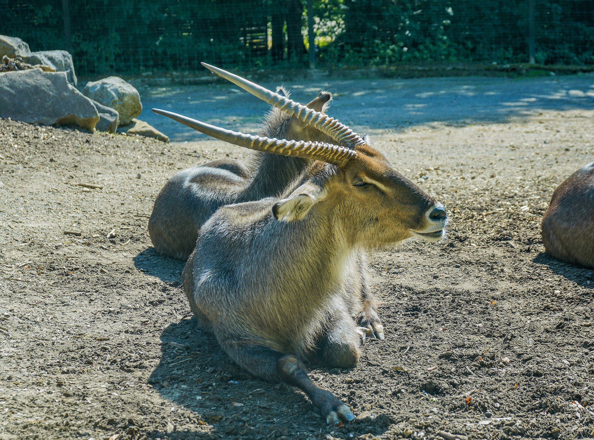 Bongos relaxing on the ground