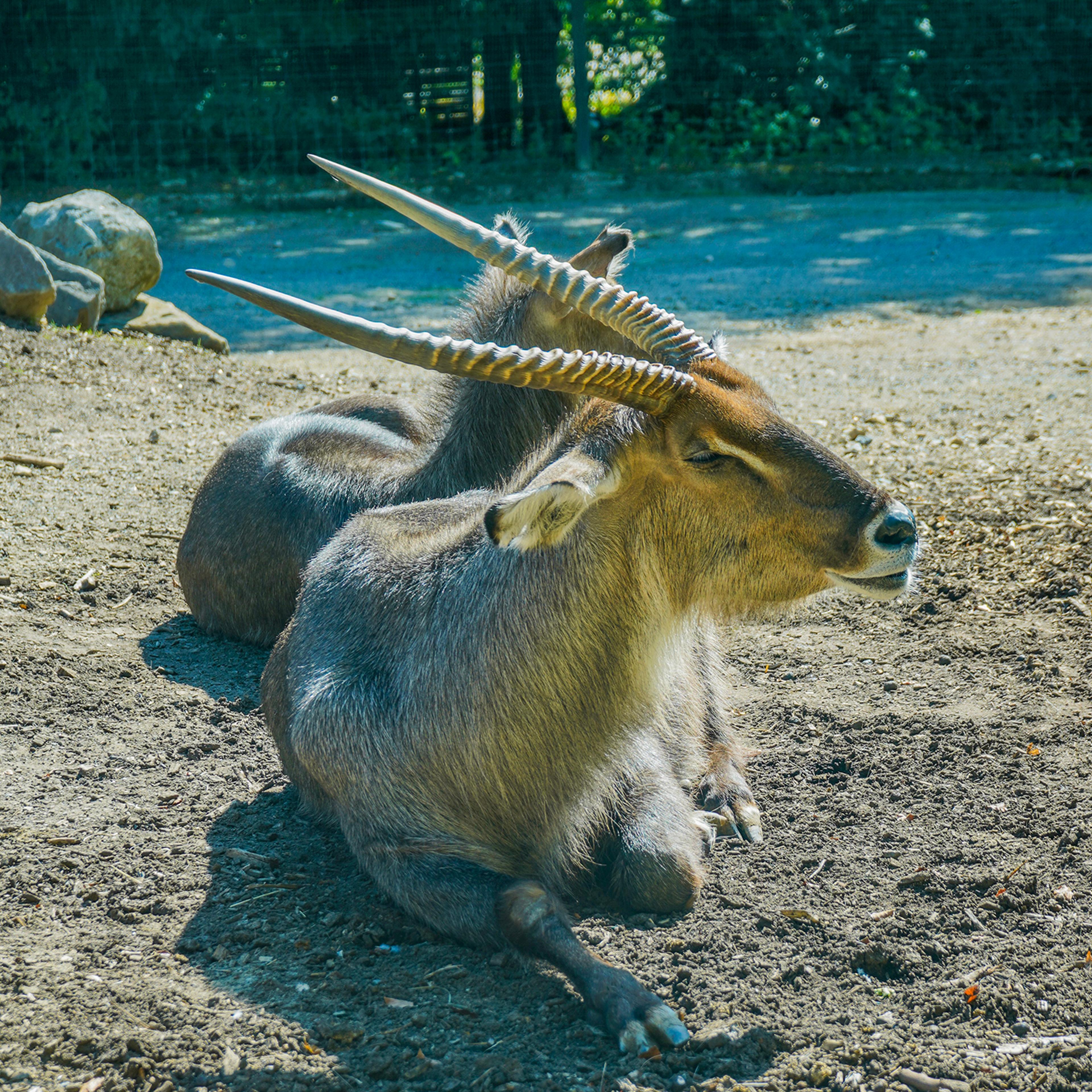 Bongos relaxing on the ground