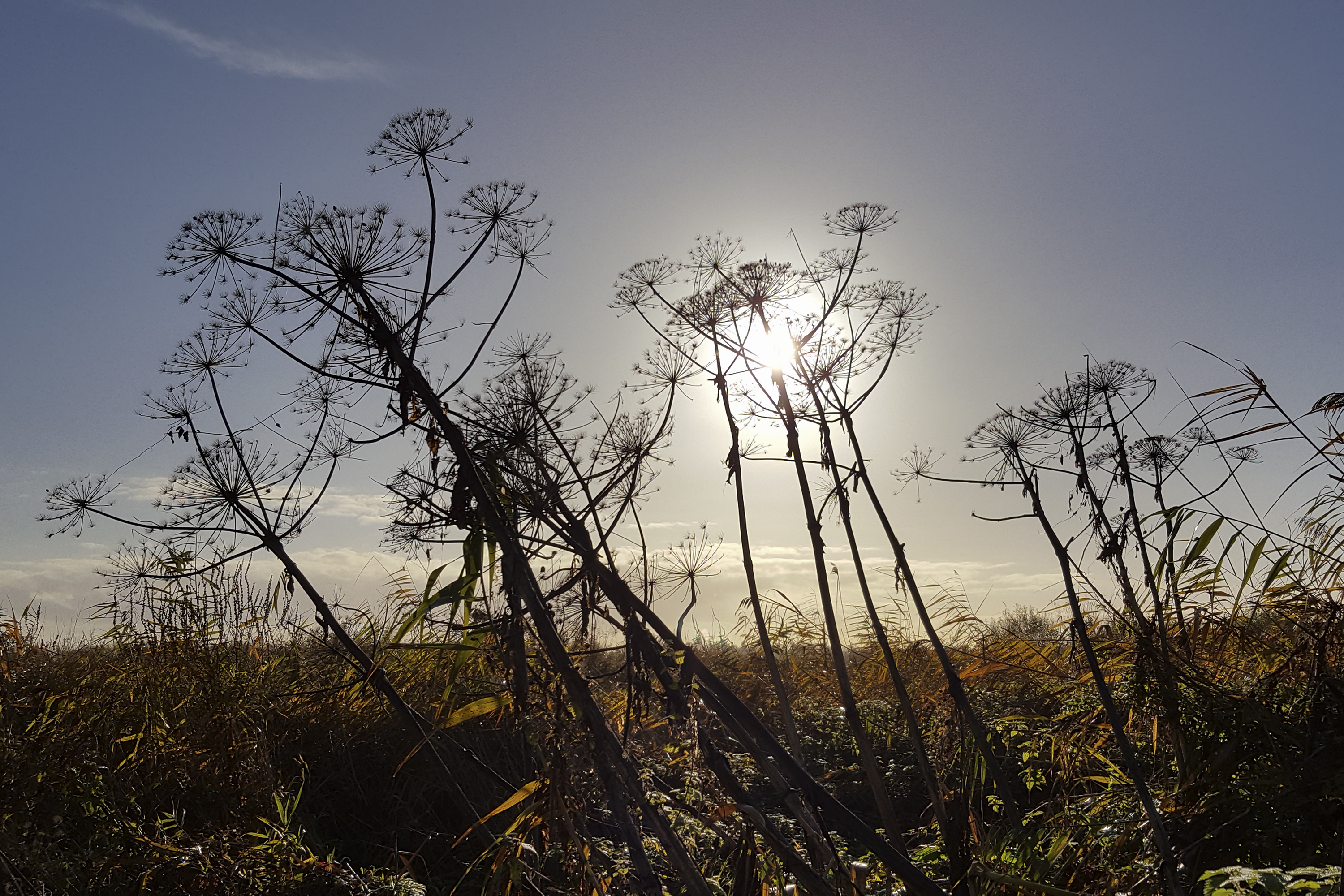 Seed head of Giant Hogwood silhouetted on low sun