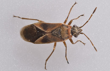 Mystery Insect Found in London