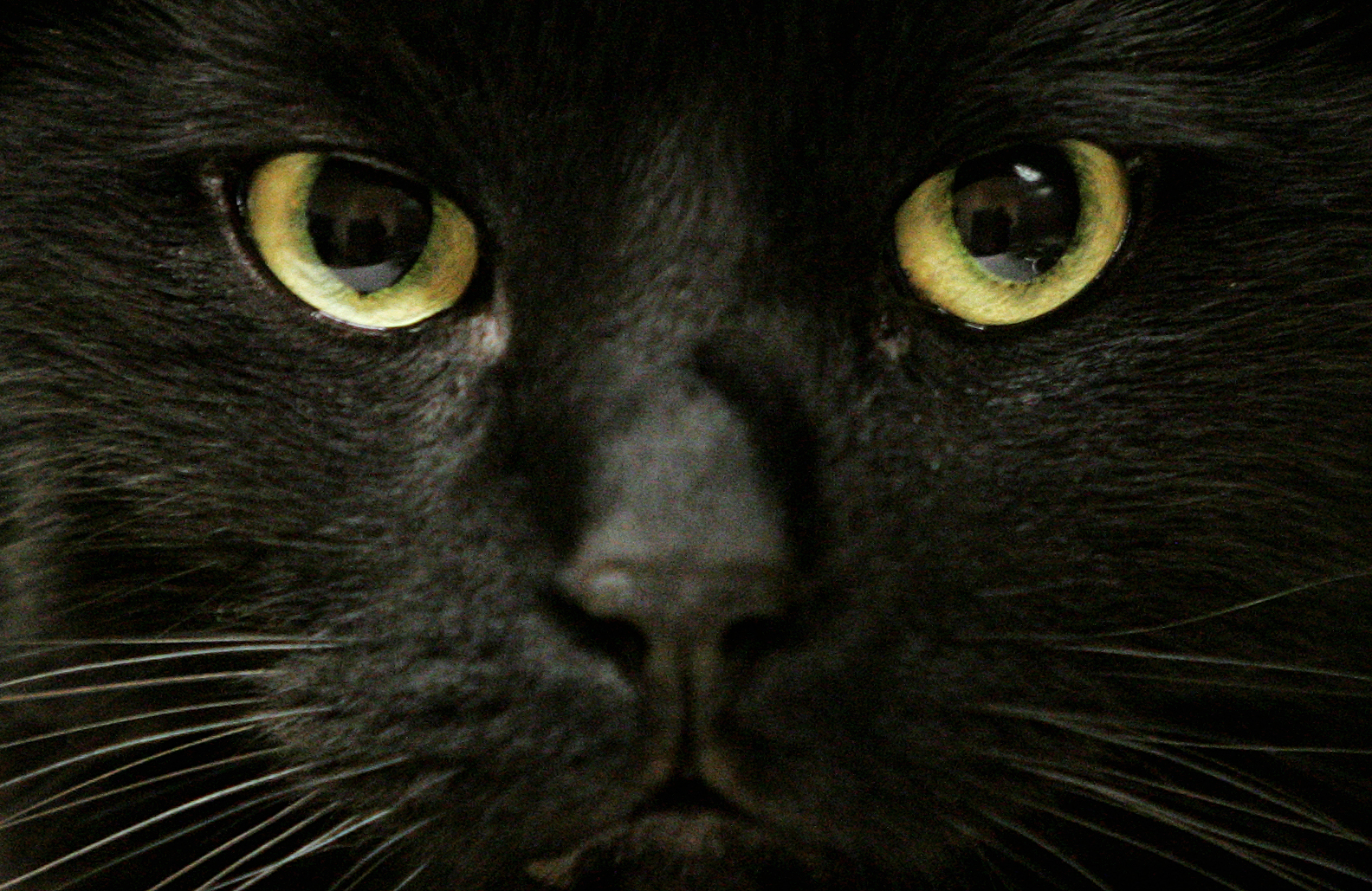 BLACK CAT--10/30/06--Toronto, Ont. The humane society protects black cats for a specified period of