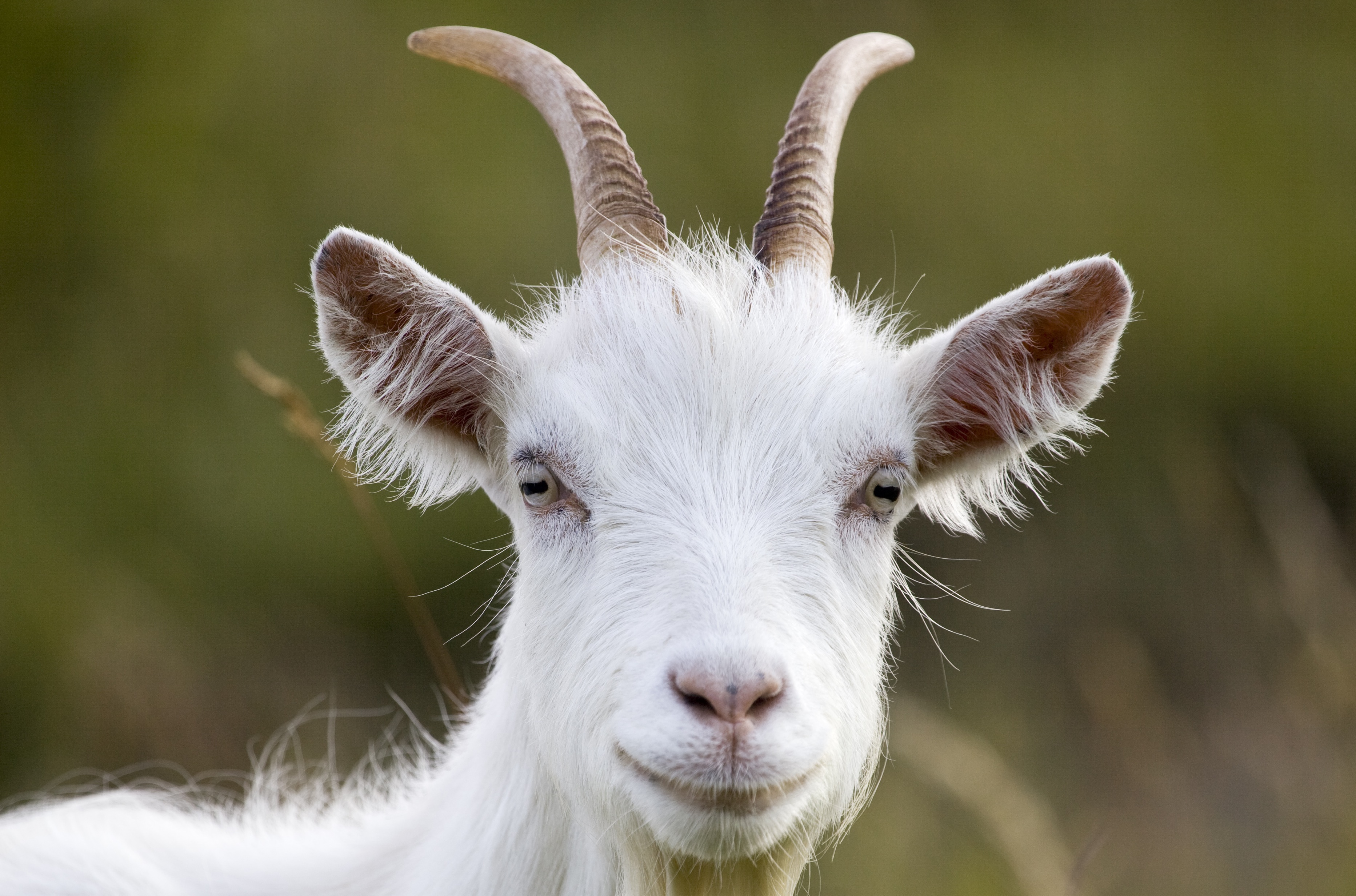 Goat on Great Orme.