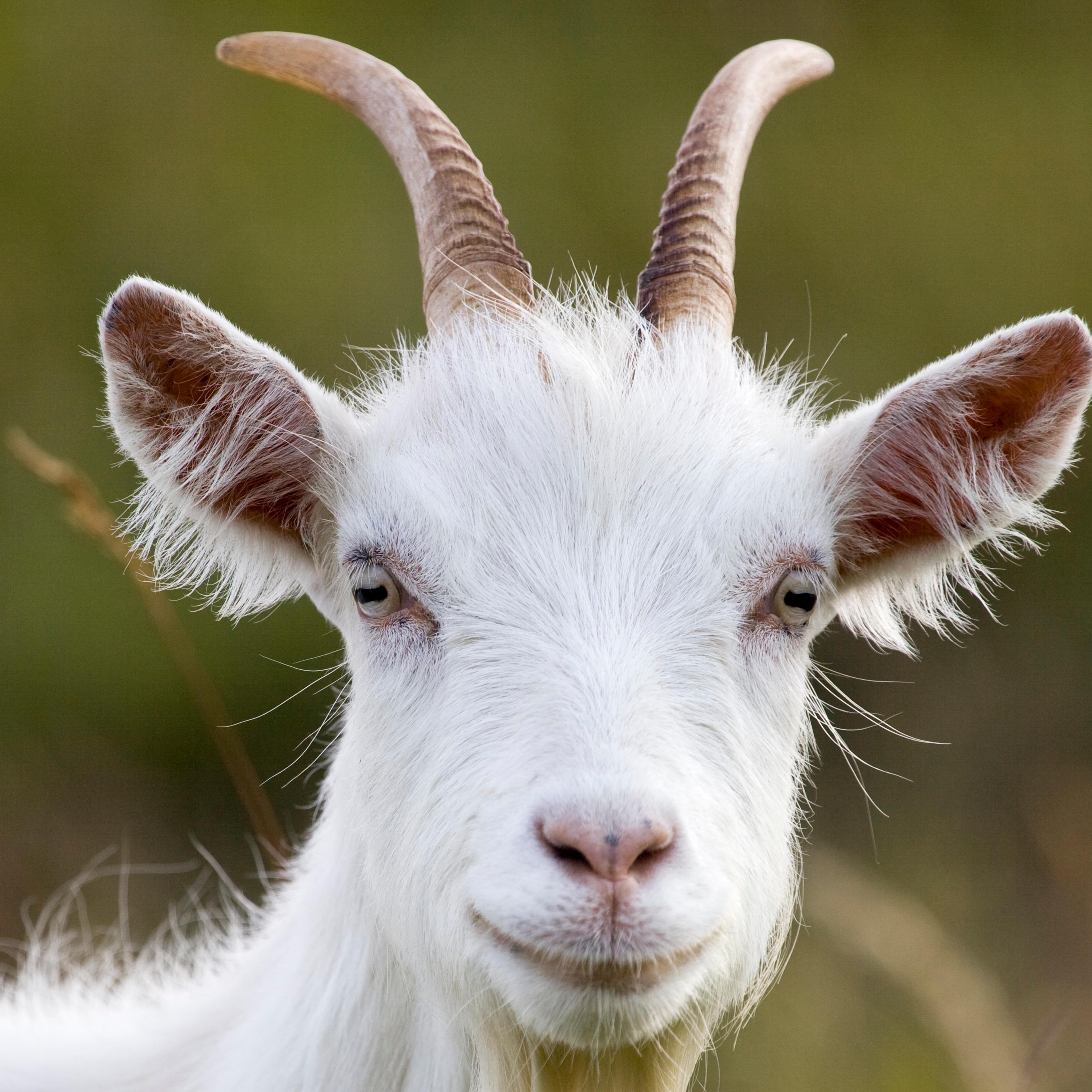Goat on Great Orme.