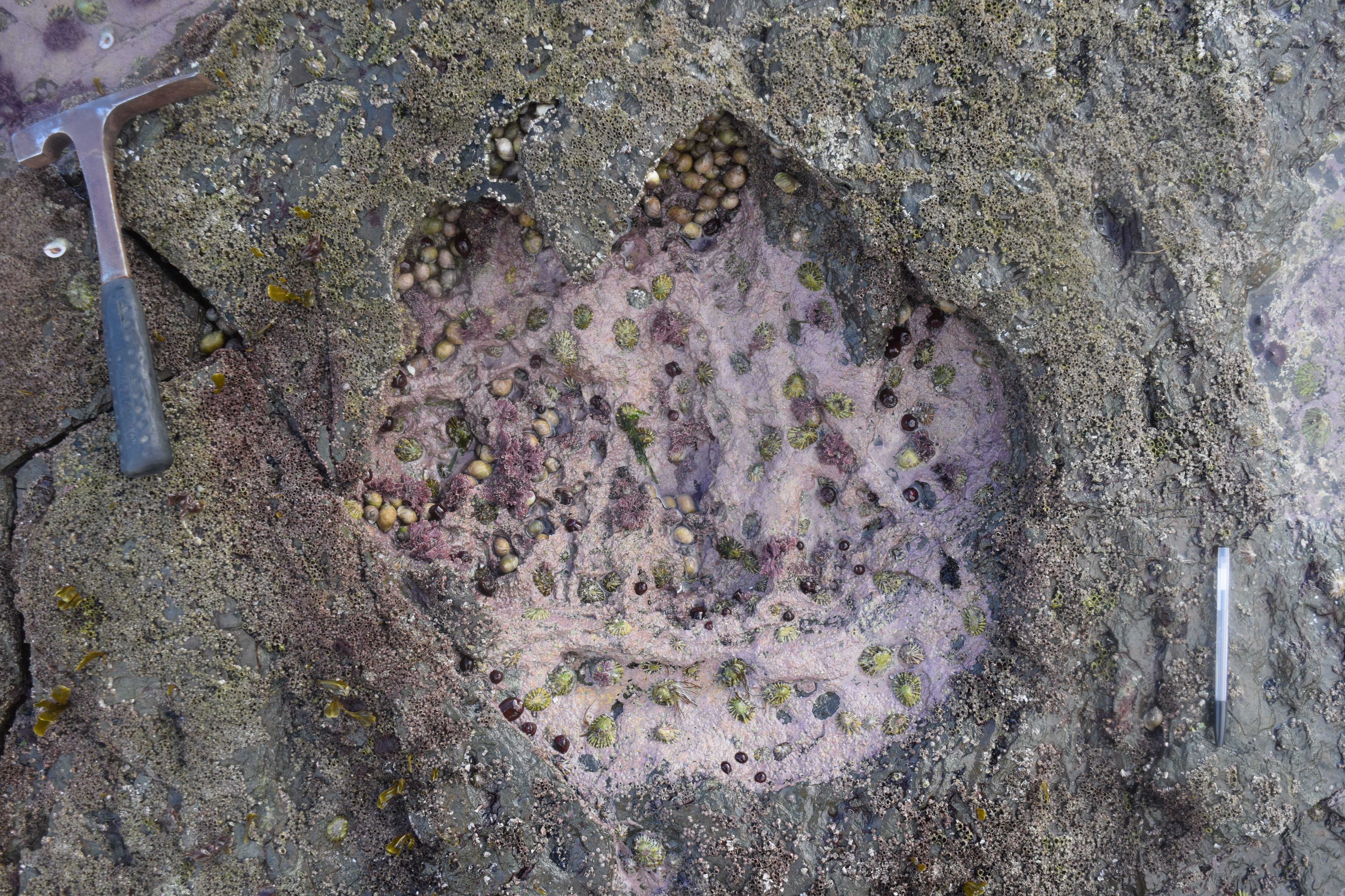 Brother's Point Rare Dinosaur Footprint