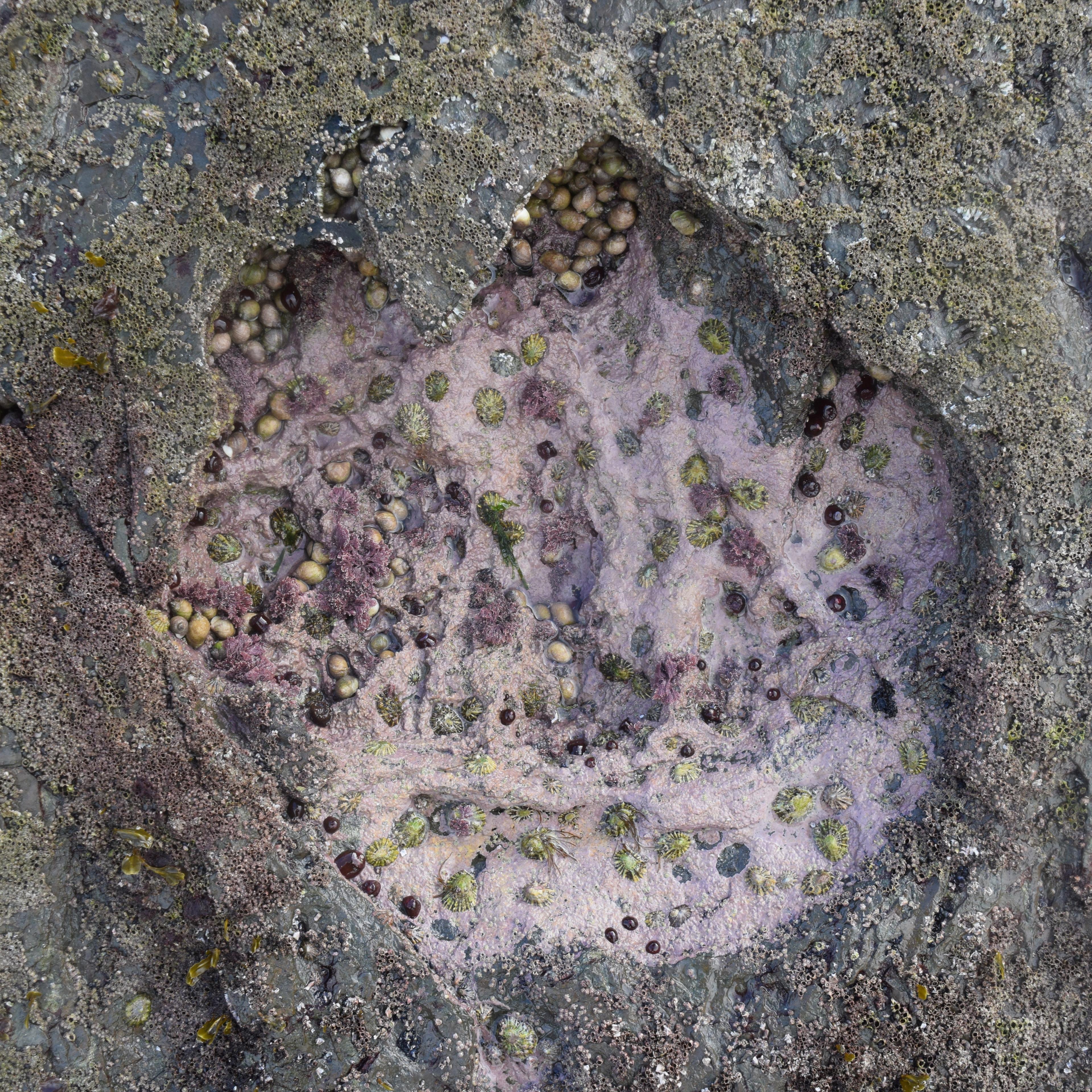 Brother's Point Rare Dinosaur Footprint
