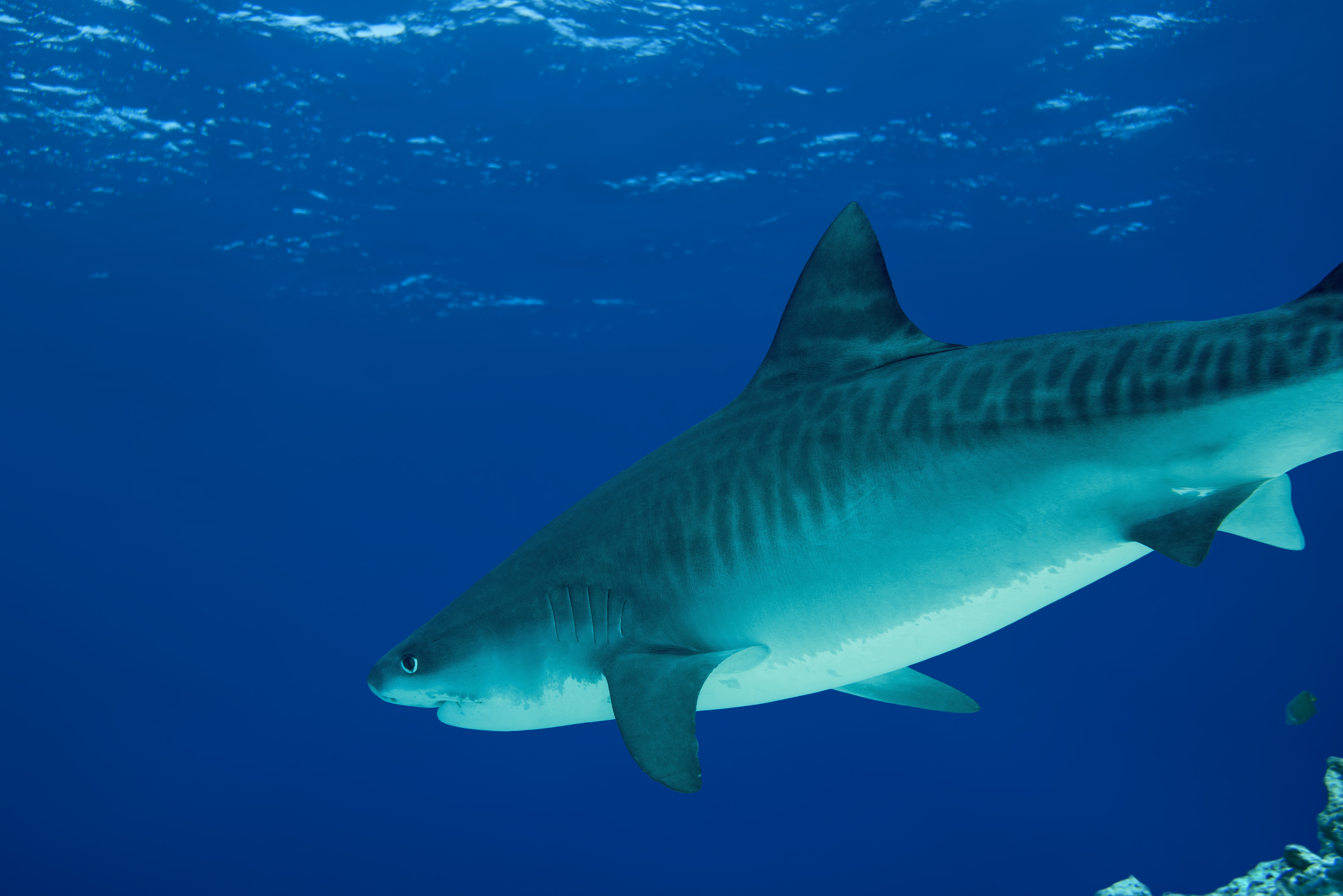 Human "shark bait" surfer gets attacked