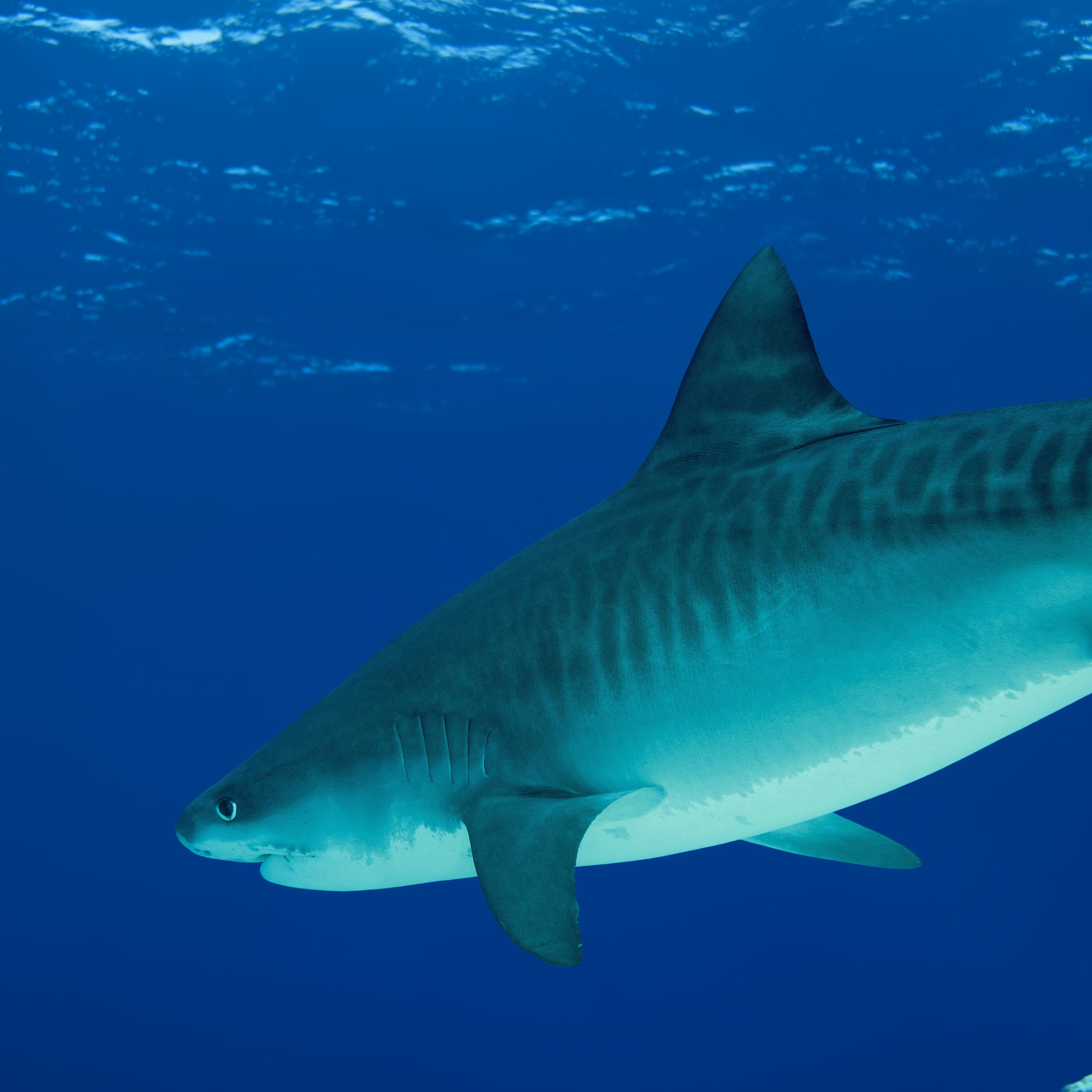 Human "shark bait" surfer gets attacked
