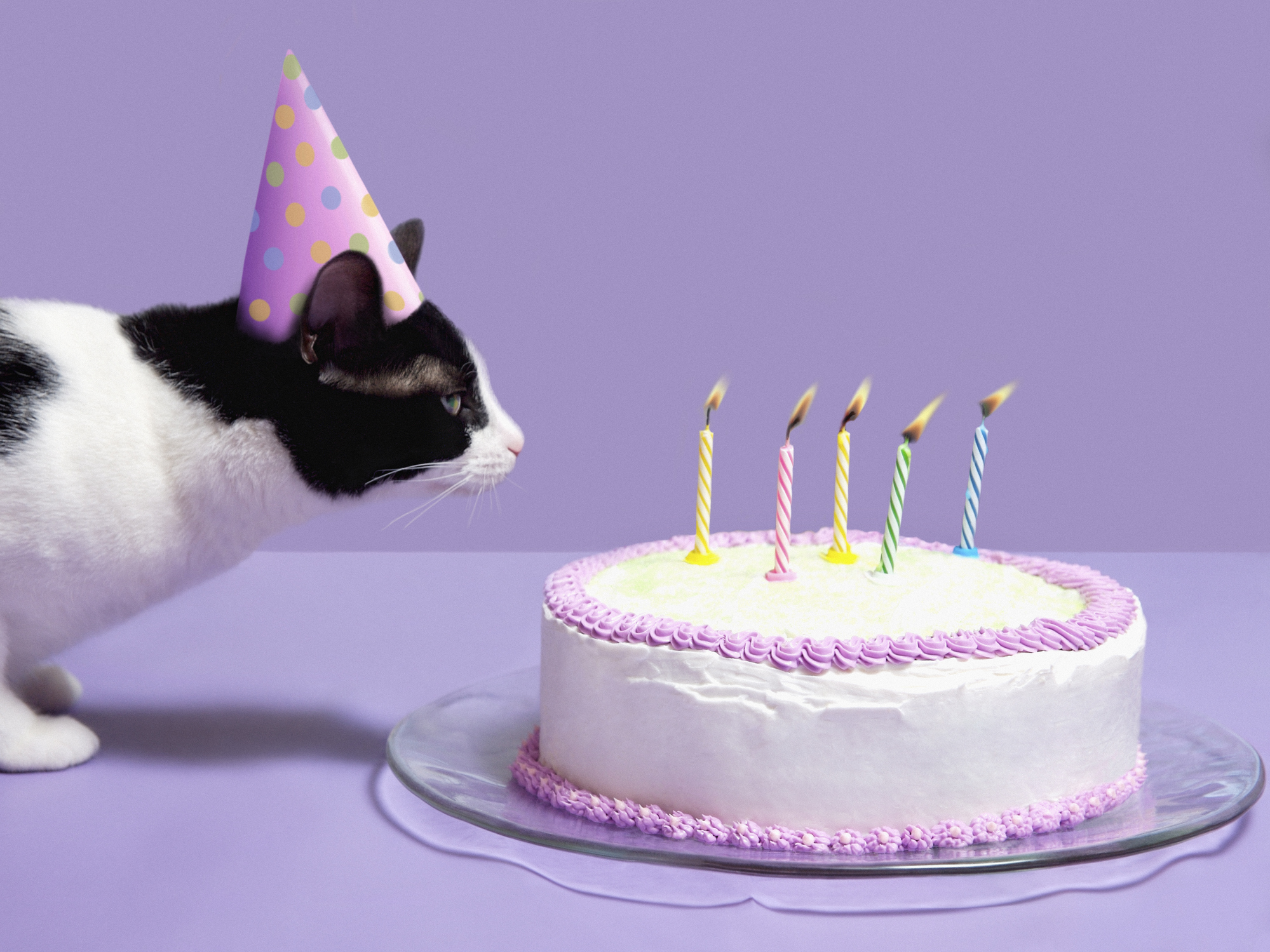 How Old is my Pet in Dog or Cat Years? A Veterinarian Explains