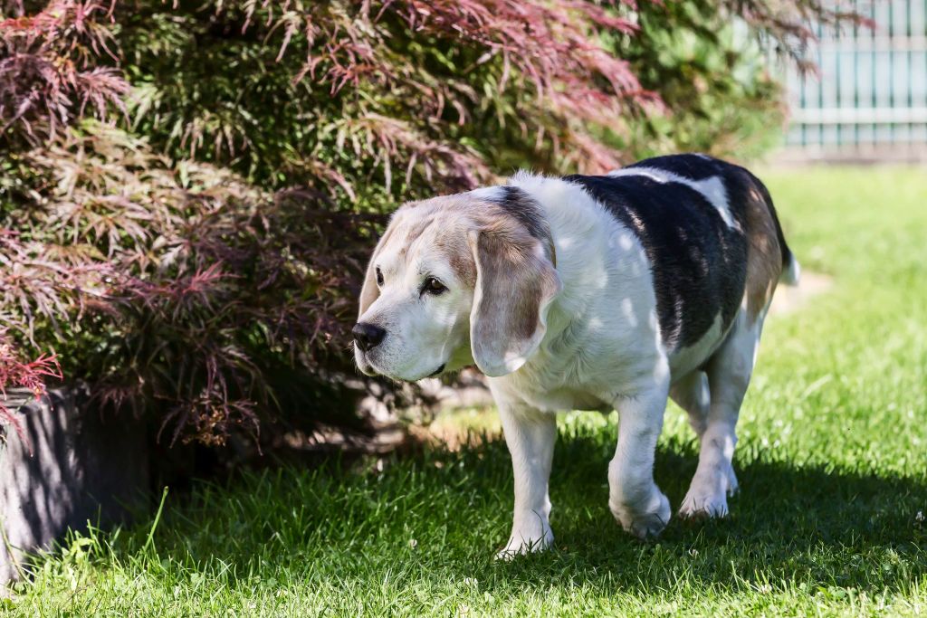 Fospice Dog