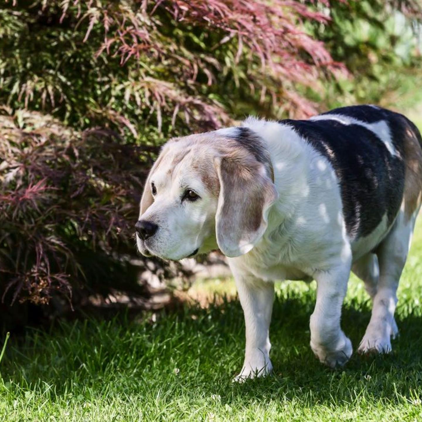 Fospice Dog
