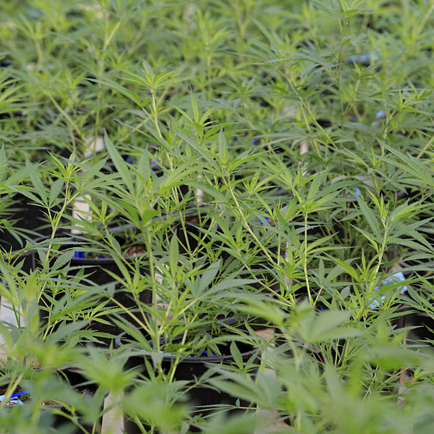 Marijuana Growing At Los Suenos Farms As Colorado's $1-Billion Pot Industry Saves Towns