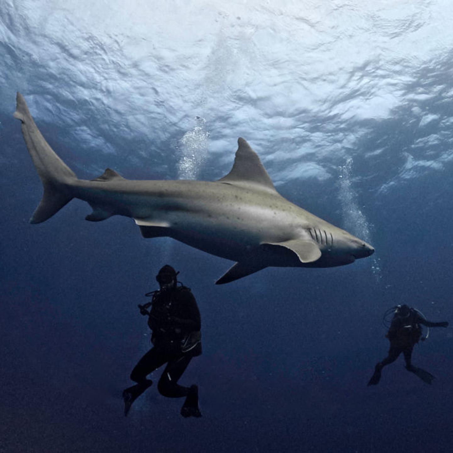 TOPSHOT-US-WILDLIFE-SHARKS-OCEAN-FLORIDA