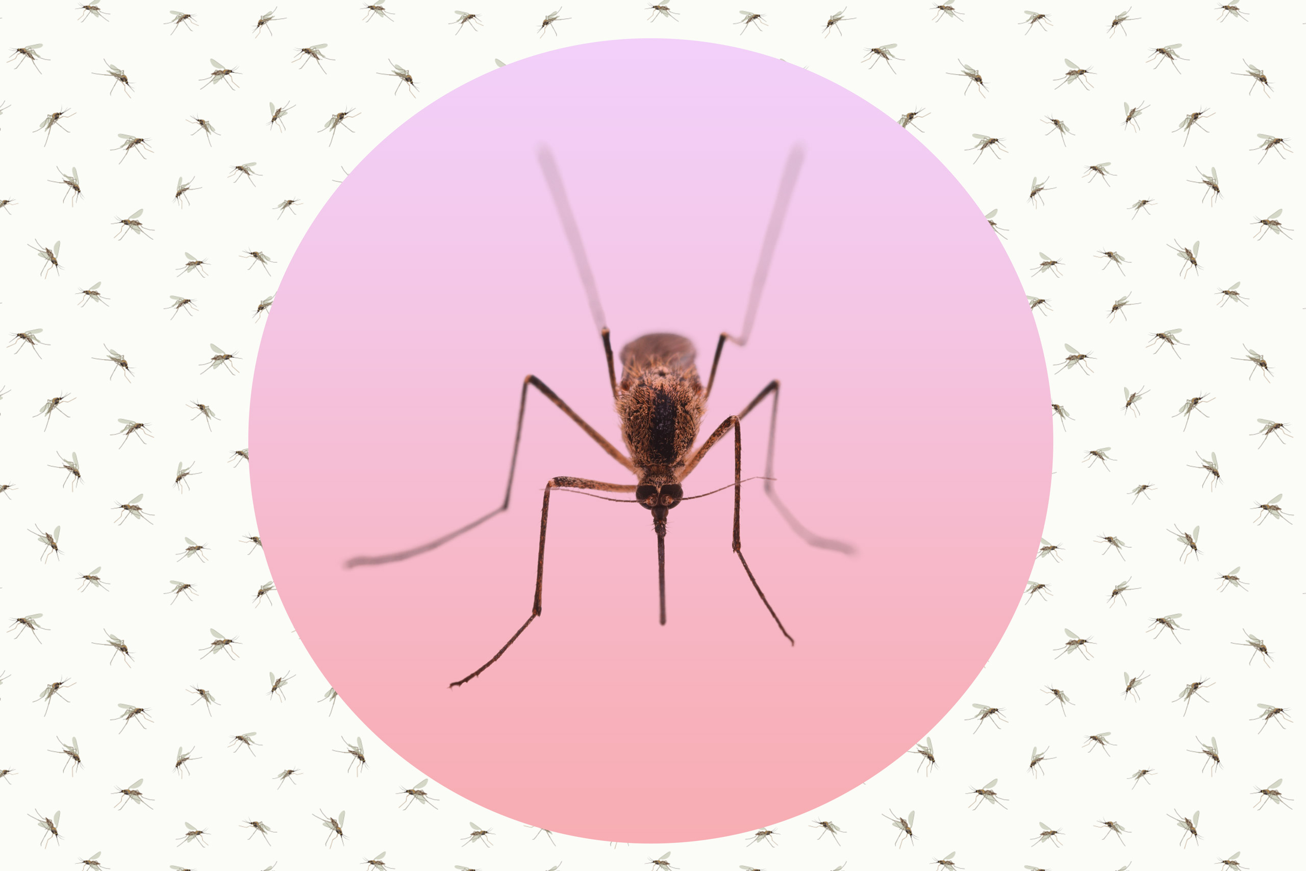 mosquito