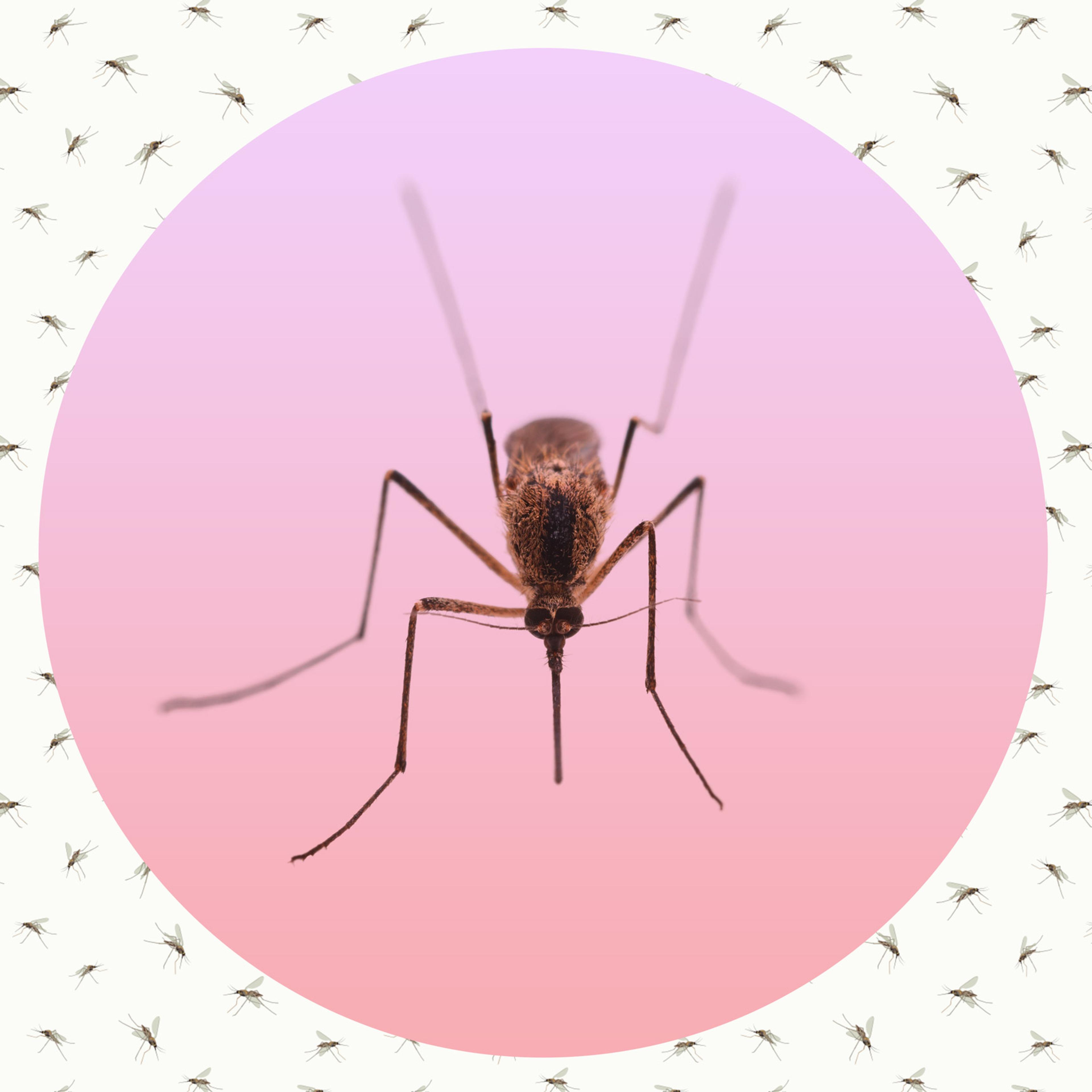 mosquito