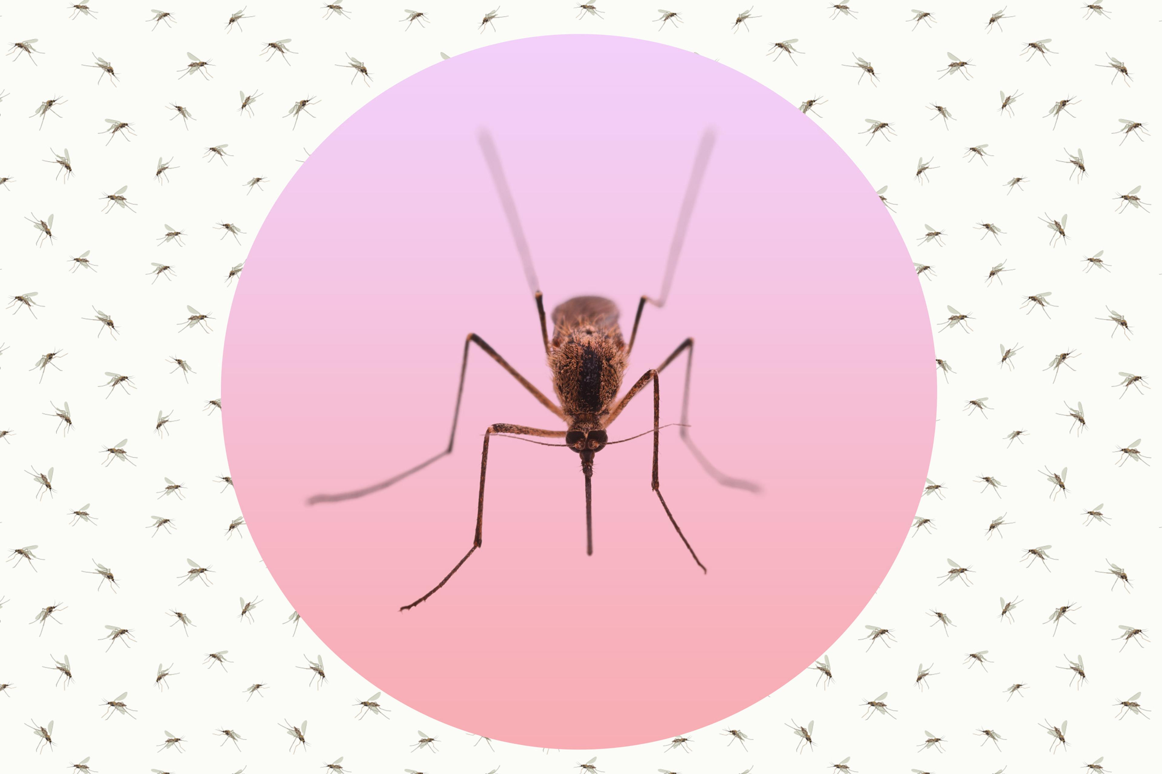 mosquito