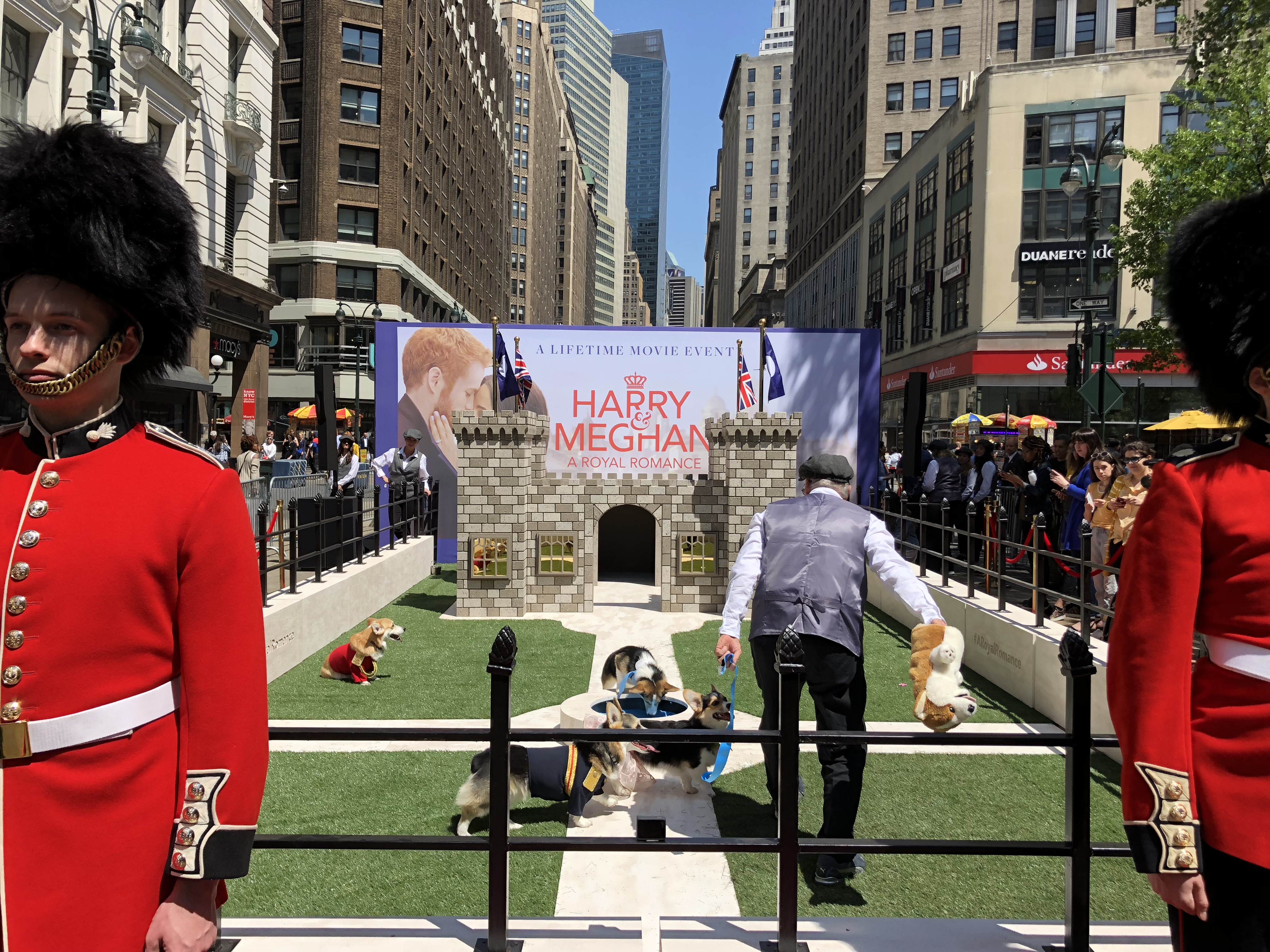 Royal guards stand by as the corgis play in their enclosure.