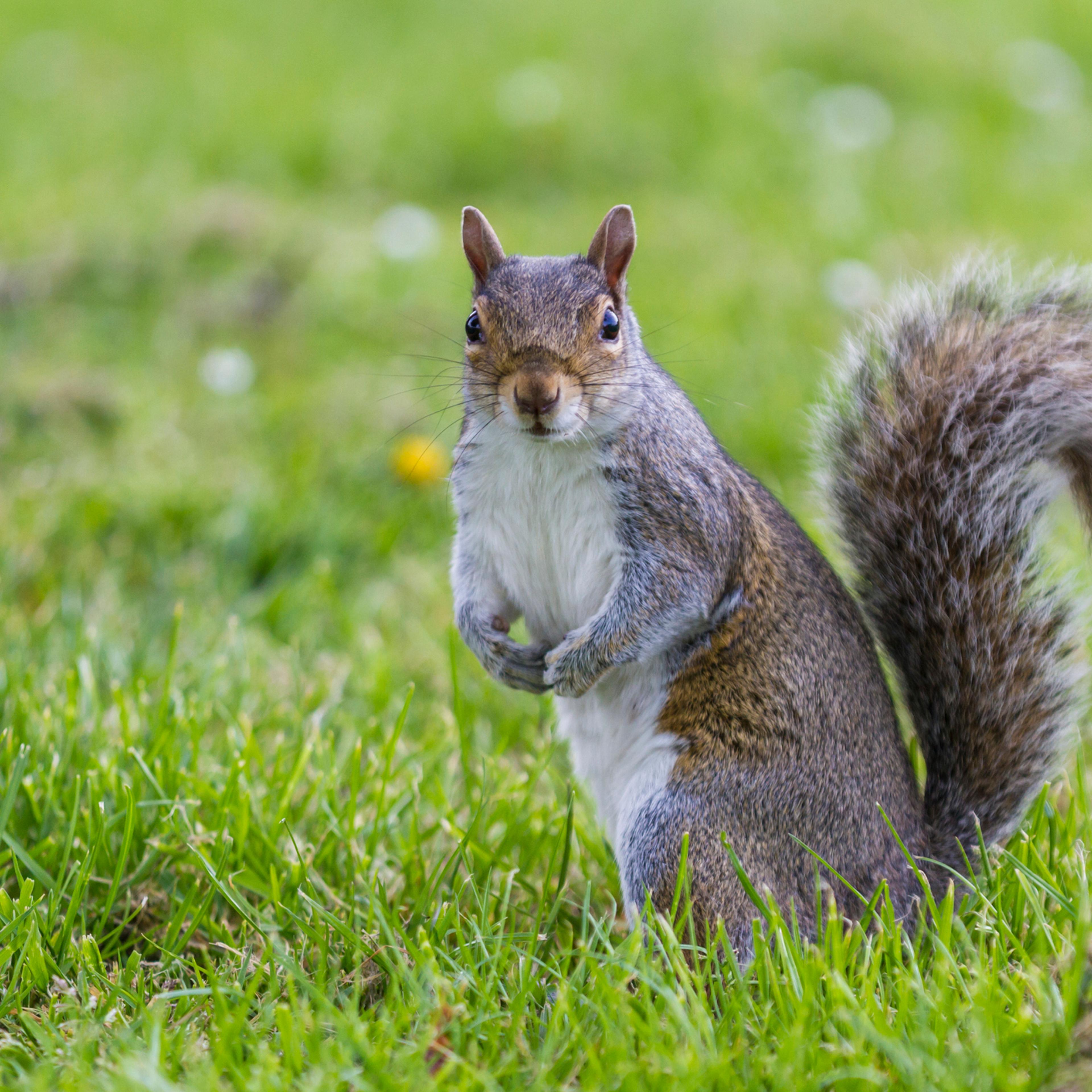 Squirrel on the lookout for food early morning