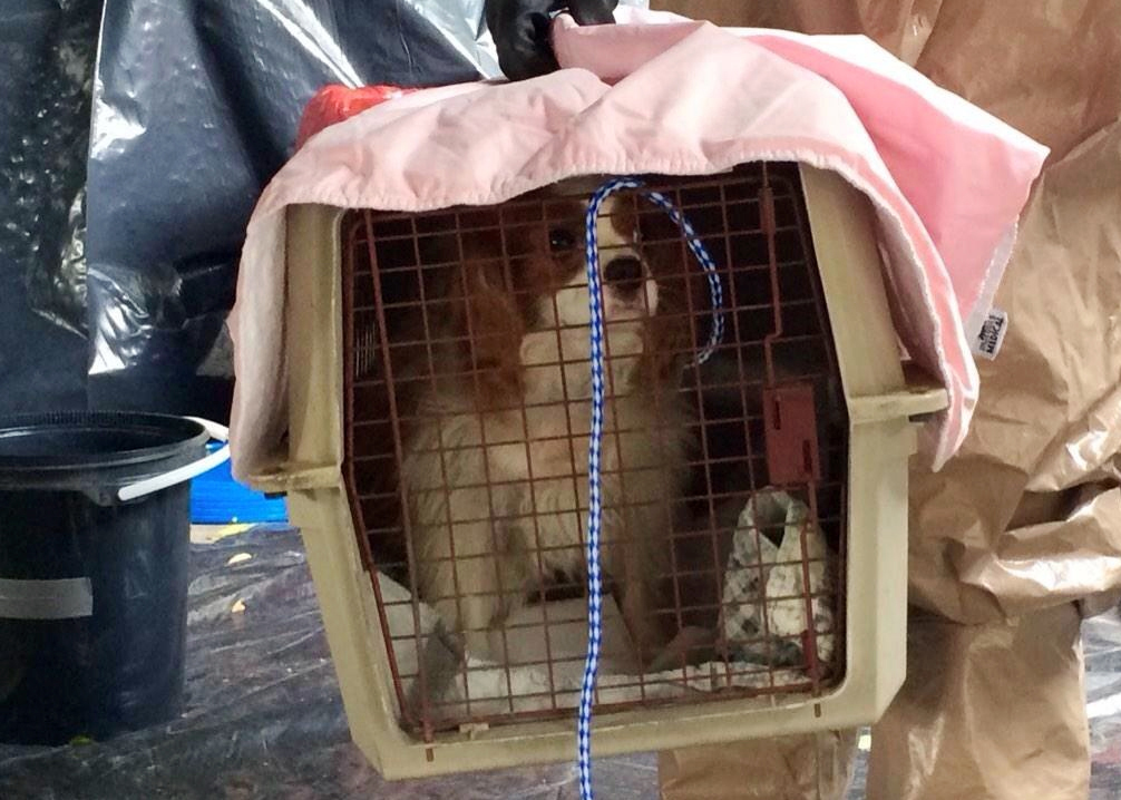 Bentley, the one-year-old King Charles Spaniel belonging to Nina Pham, the nurse who contracted Ebola.