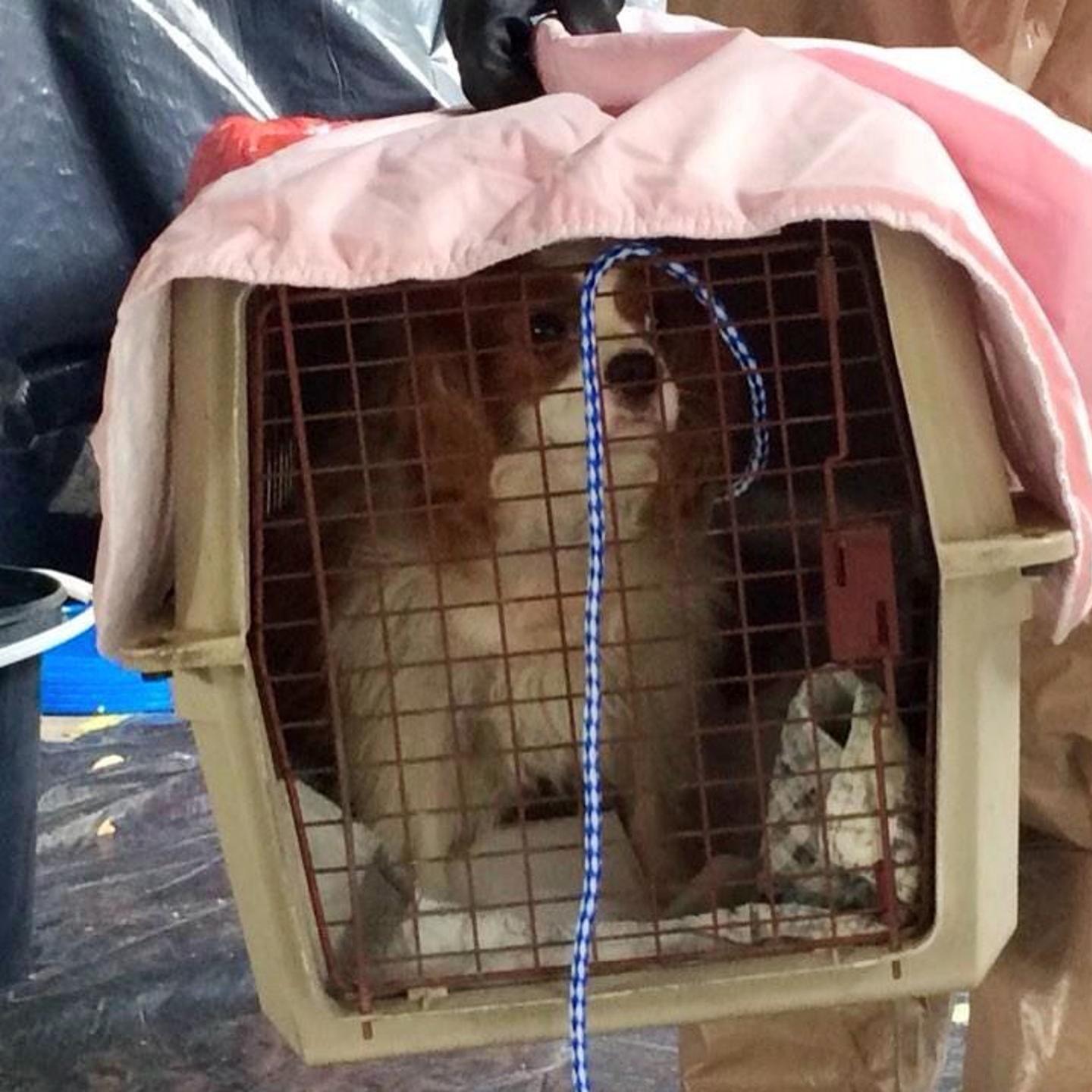Bentley, the one-year-old King Charles Spaniel belonging to Nina Pham, the nurse who contracted Ebola.