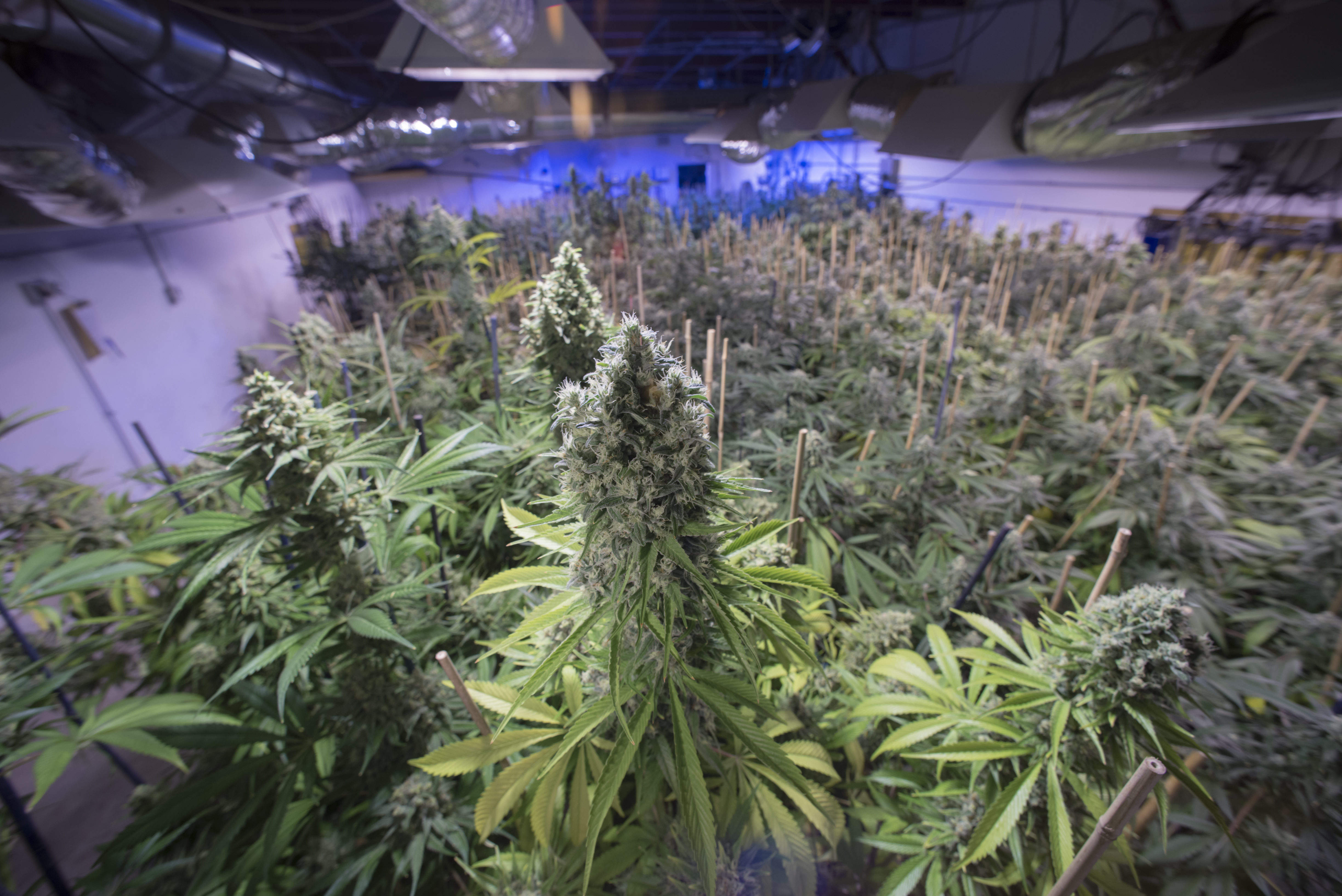 The interior of a medical and recreational marijuana grow facility in Denver, Colorado.