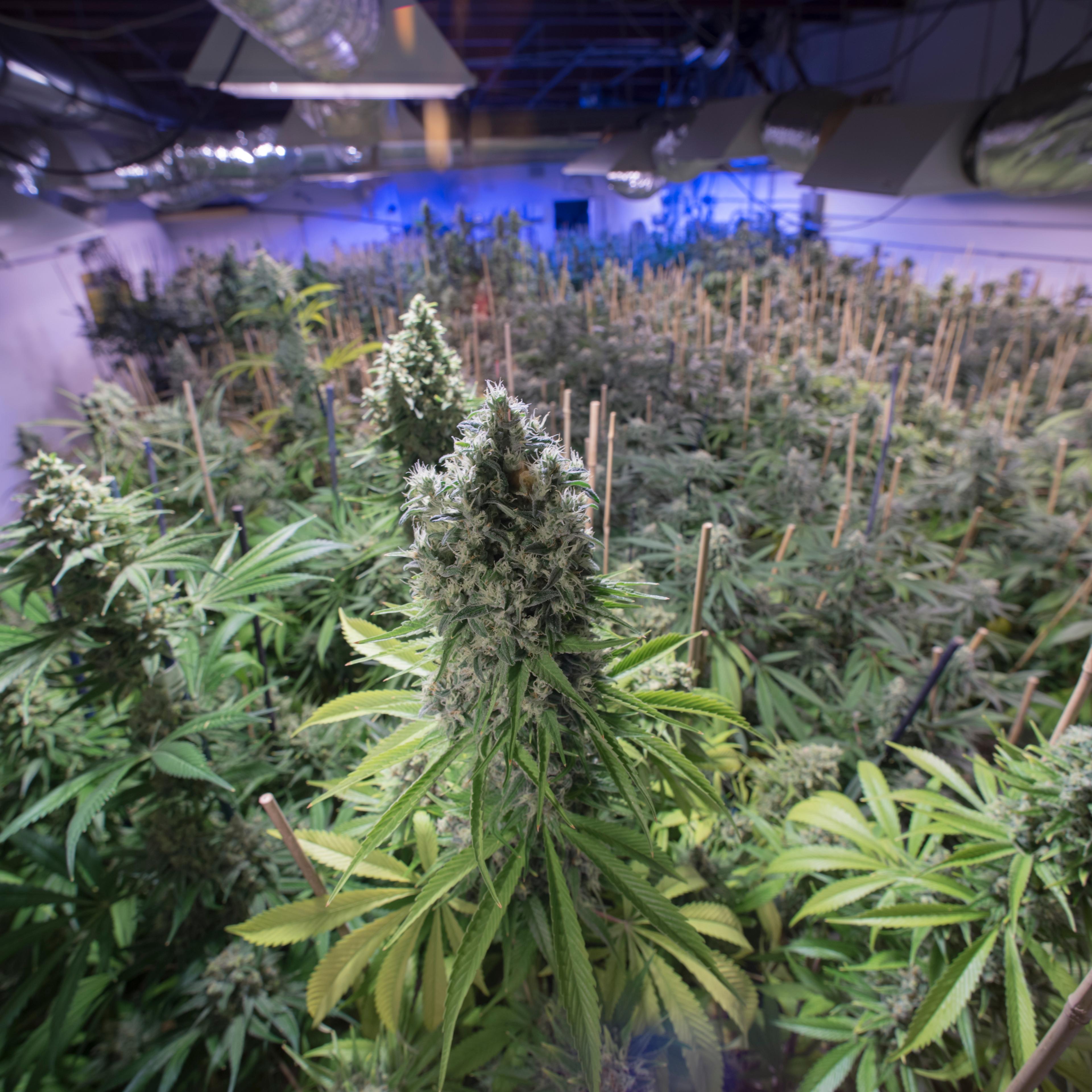 The interior of a medical and recreational marijuana grow facility in Denver, Colorado.