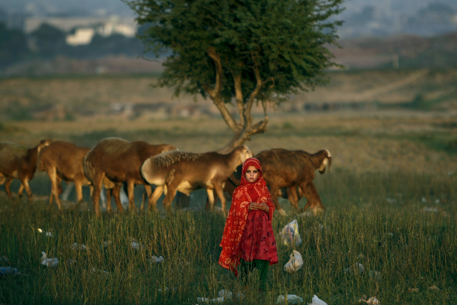 Oct. 1, 2012. An Afghan refugee girl stands next to her family's sheep in a field next to a slum area on the outskirts of Islamabad.