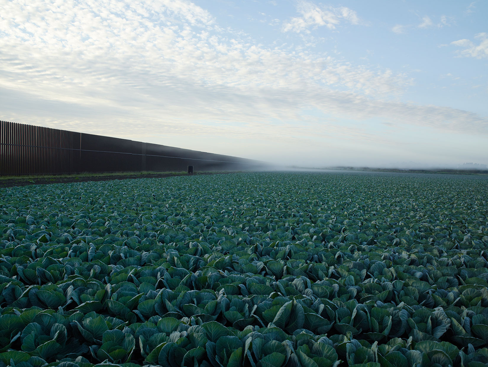 Border Cantos, Amon Carter Museum, Texas: Oct. 15 - Dec. 31 (Caption: Cabbage crop and wall, Brownsville, Texas, 2015) 
