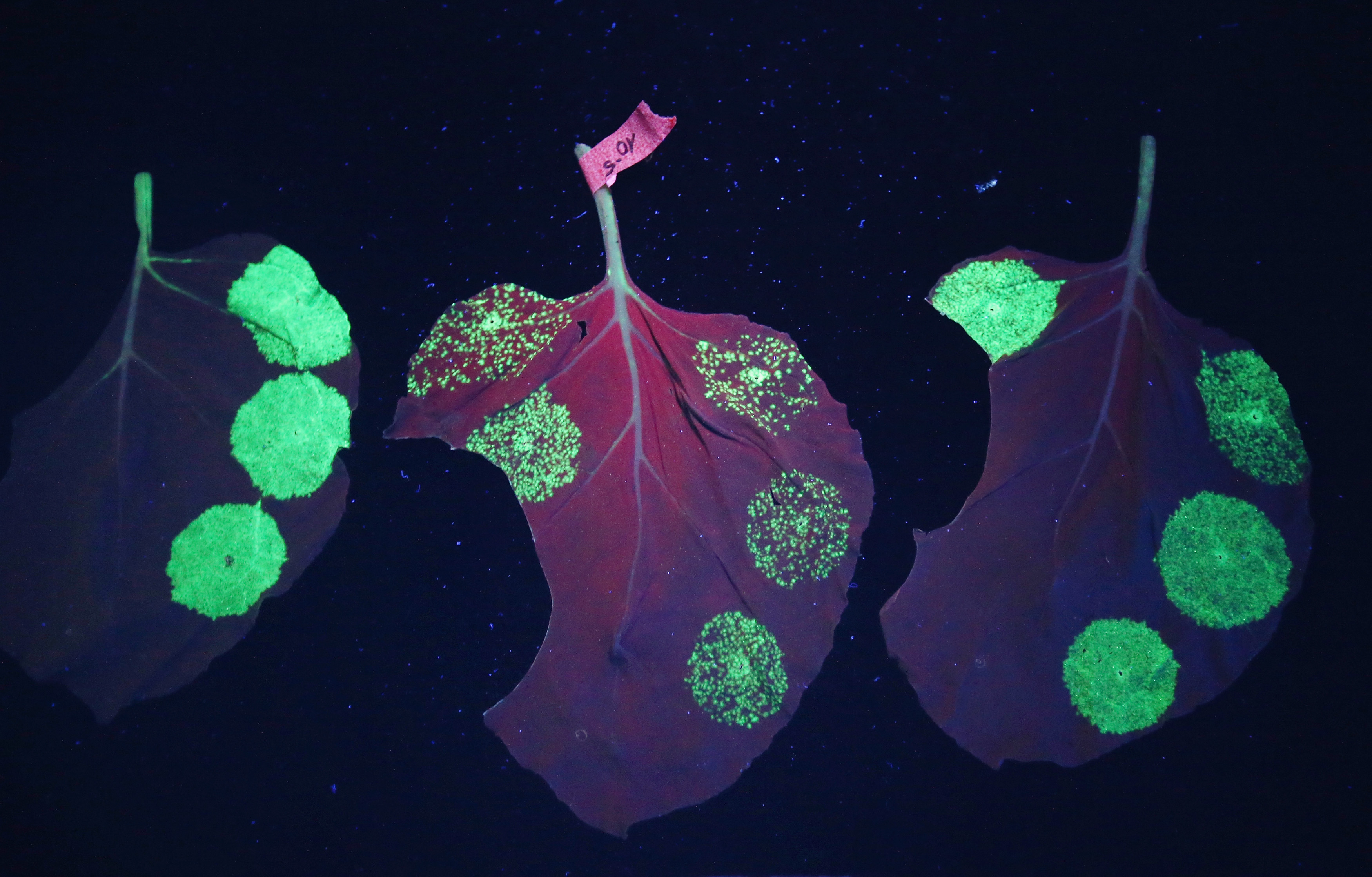ebola tobacco Ebola Drug Made By Tobacco Plants