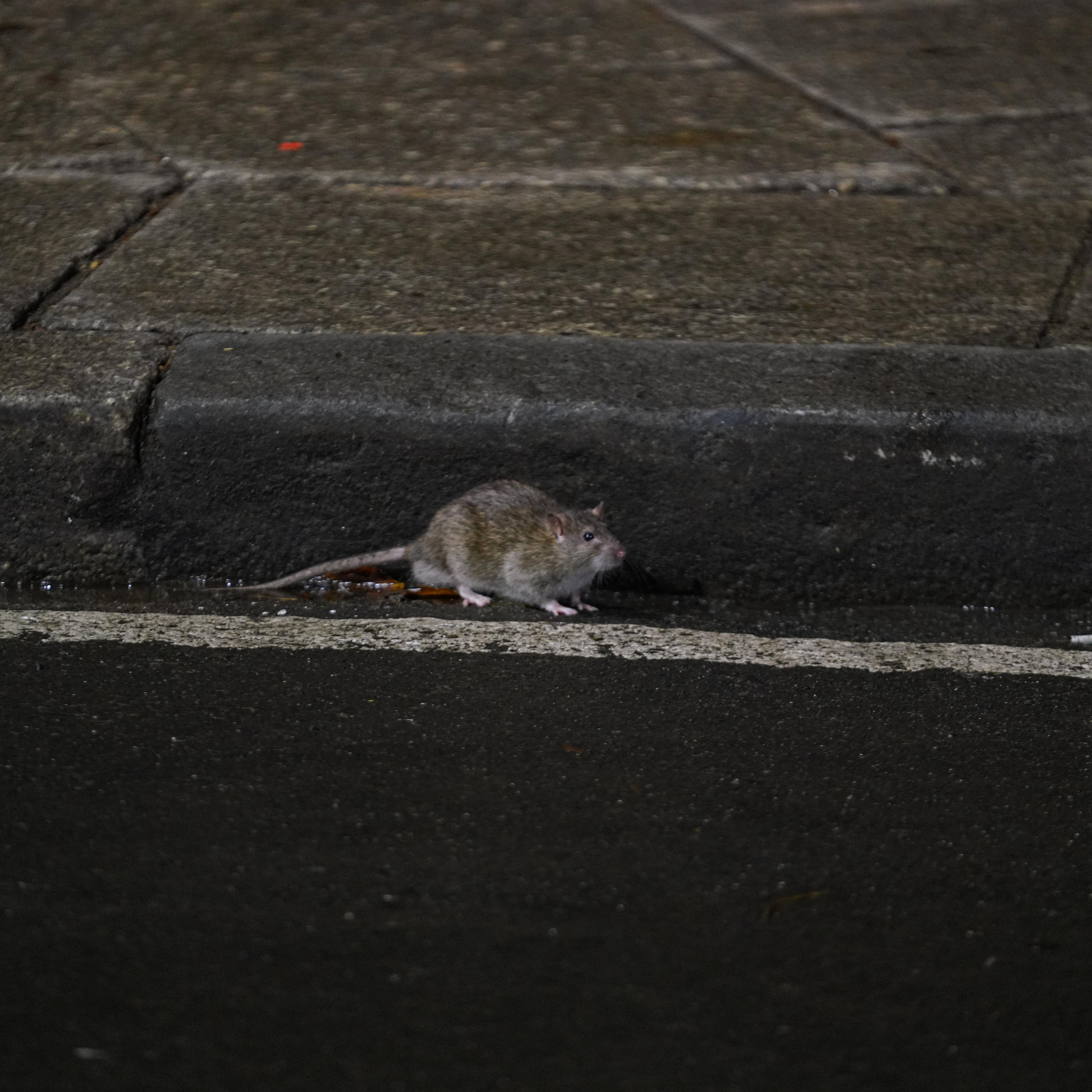 nyc-rat