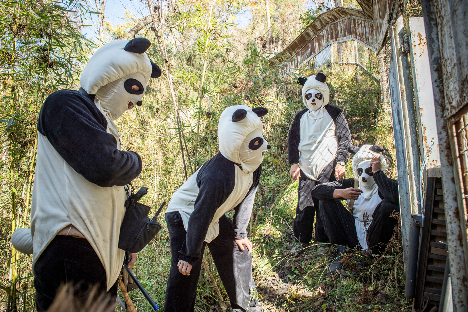 Inside The (Not So) Secret World of Pandas