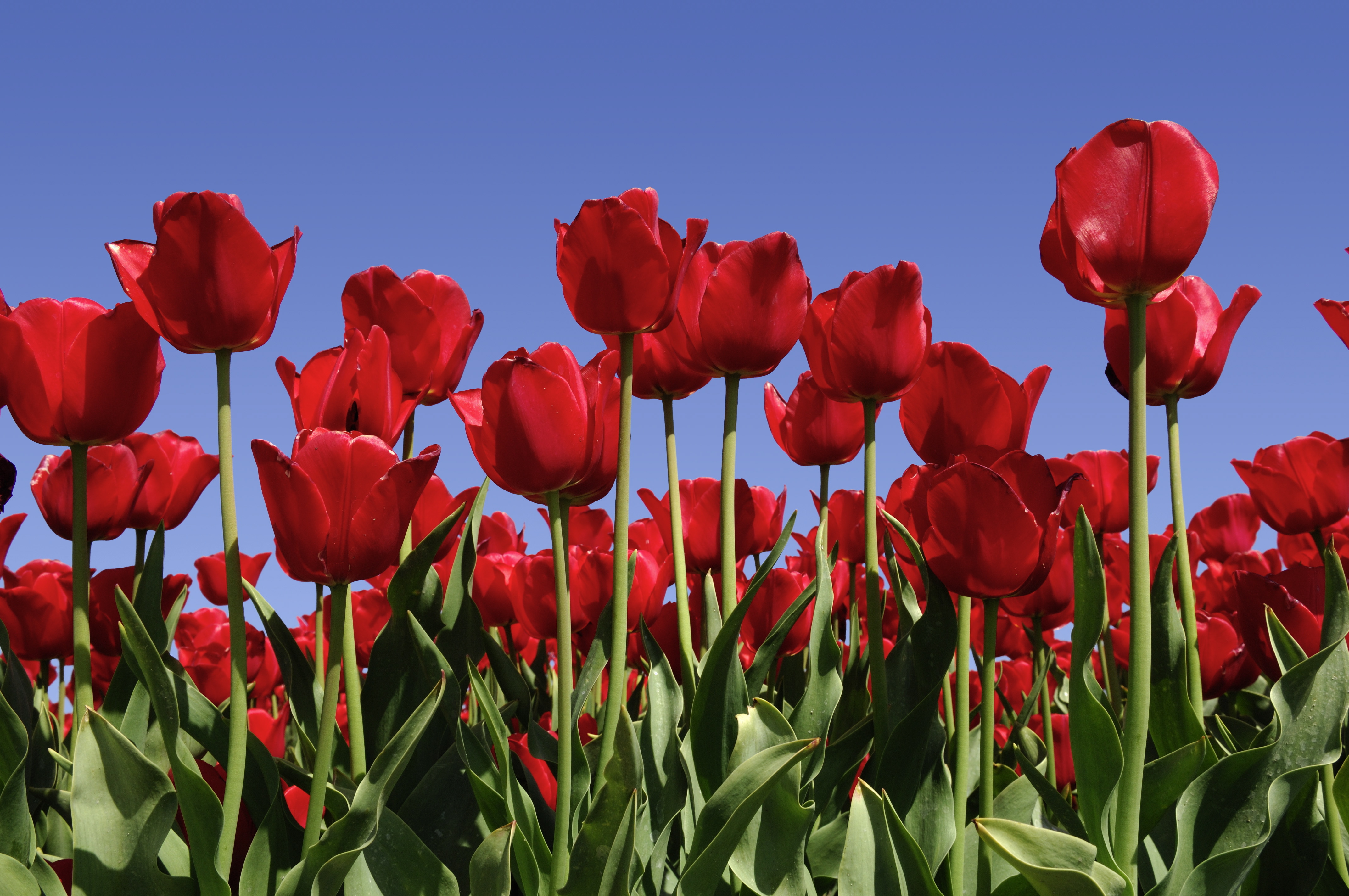 Red tulips against blue sky