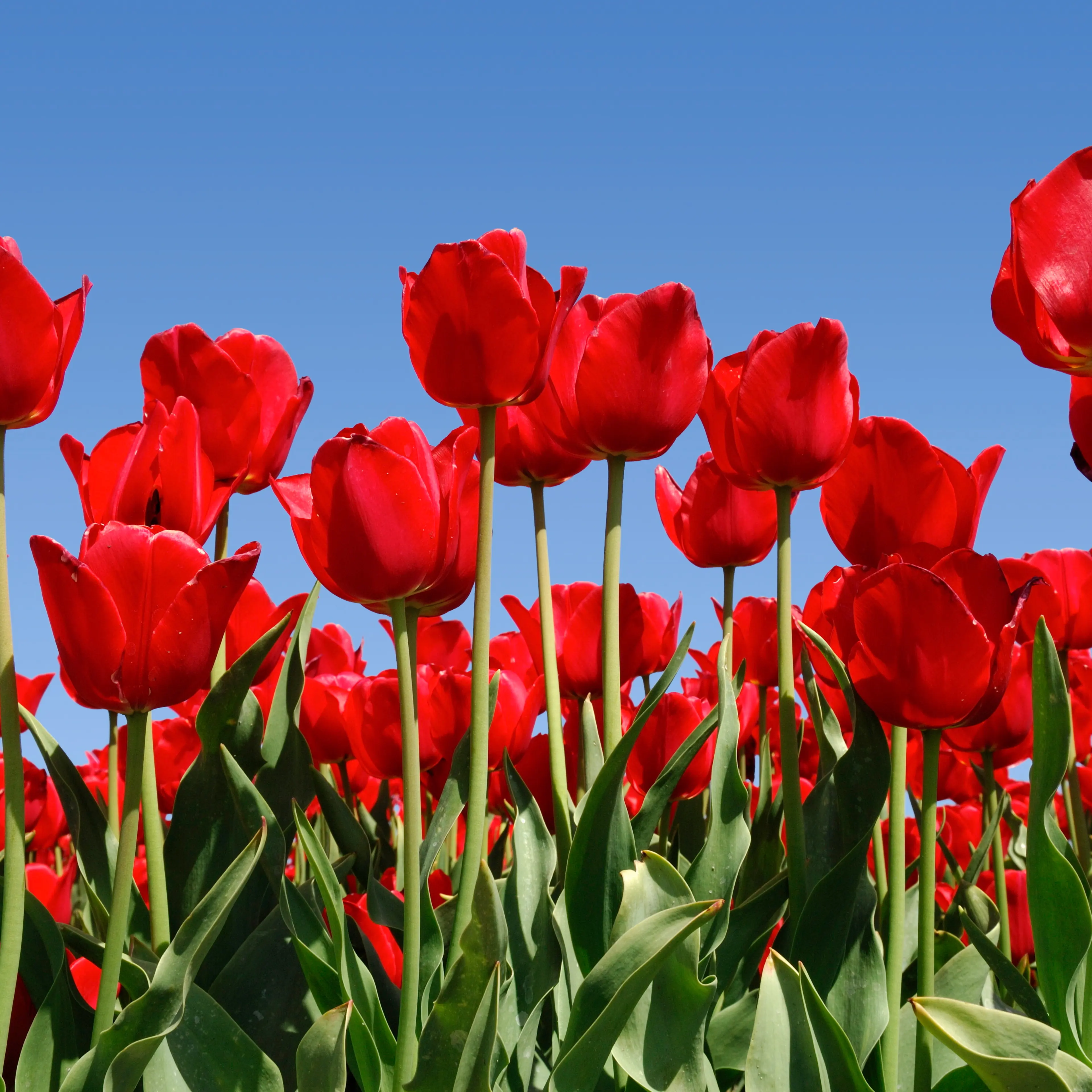 Red tulips against blue sky
