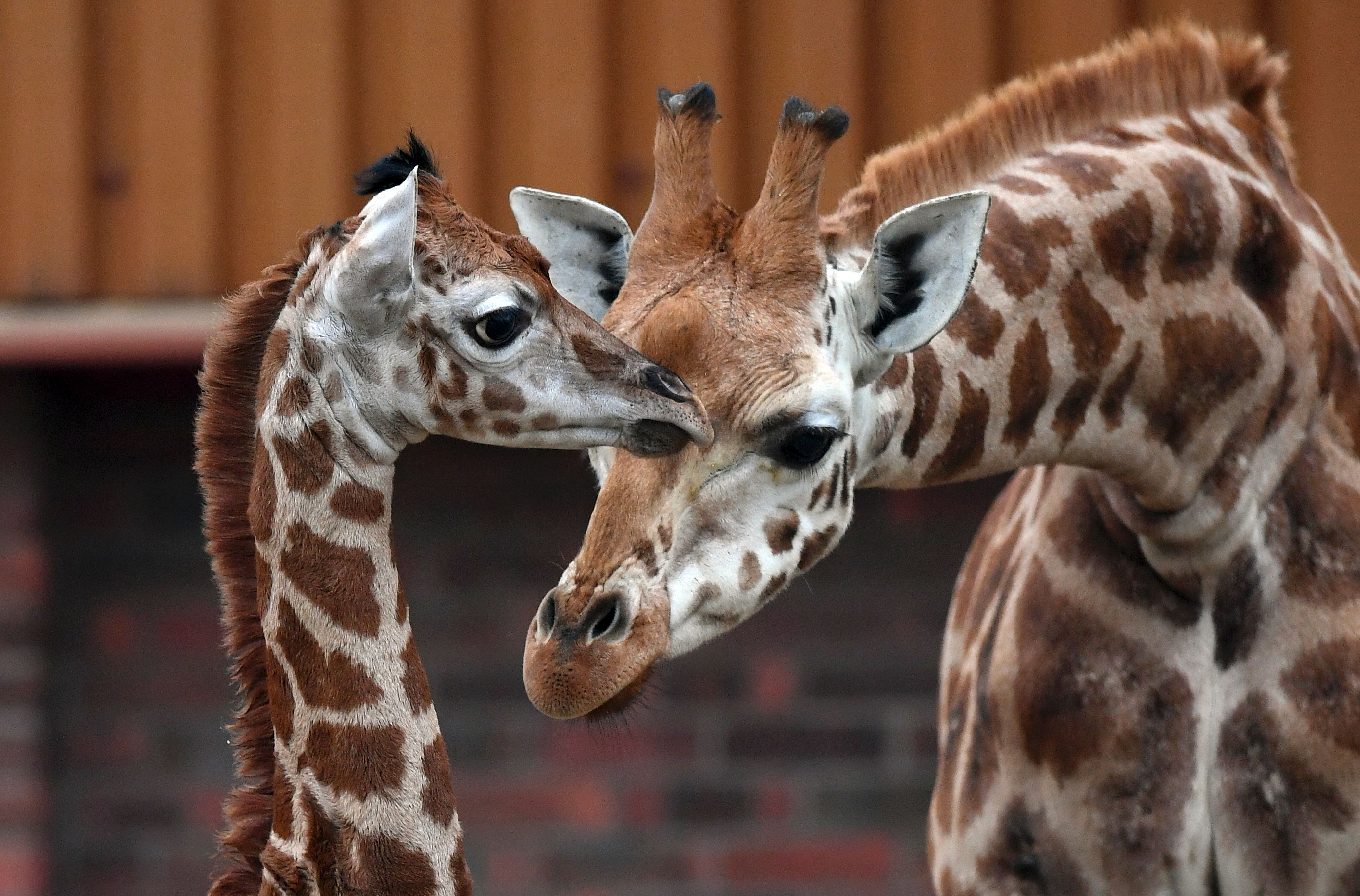 BRITAIN-ANIMAL-GIRAFFE
