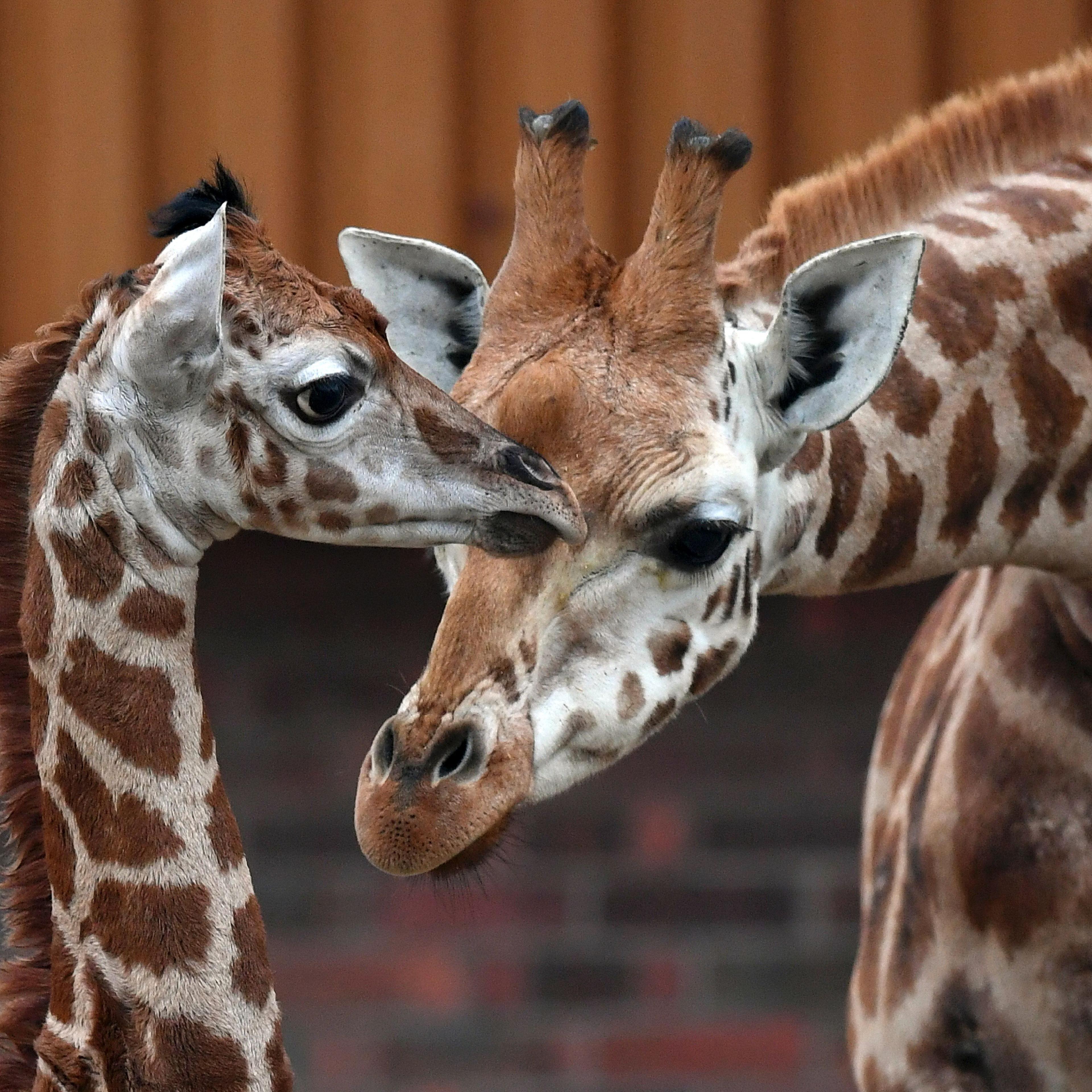BRITAIN-ANIMAL-GIRAFFE