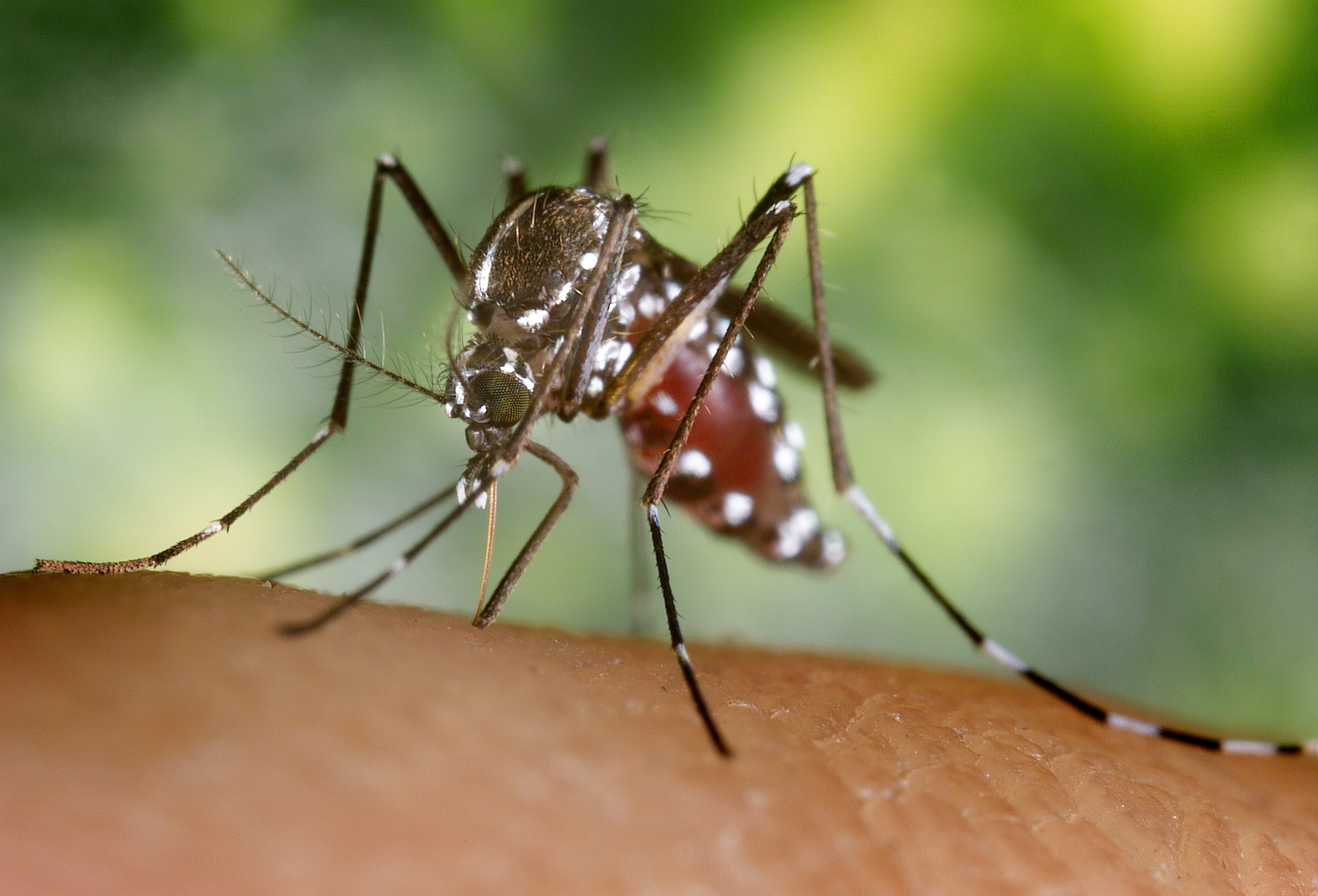 Aedes Albopictus