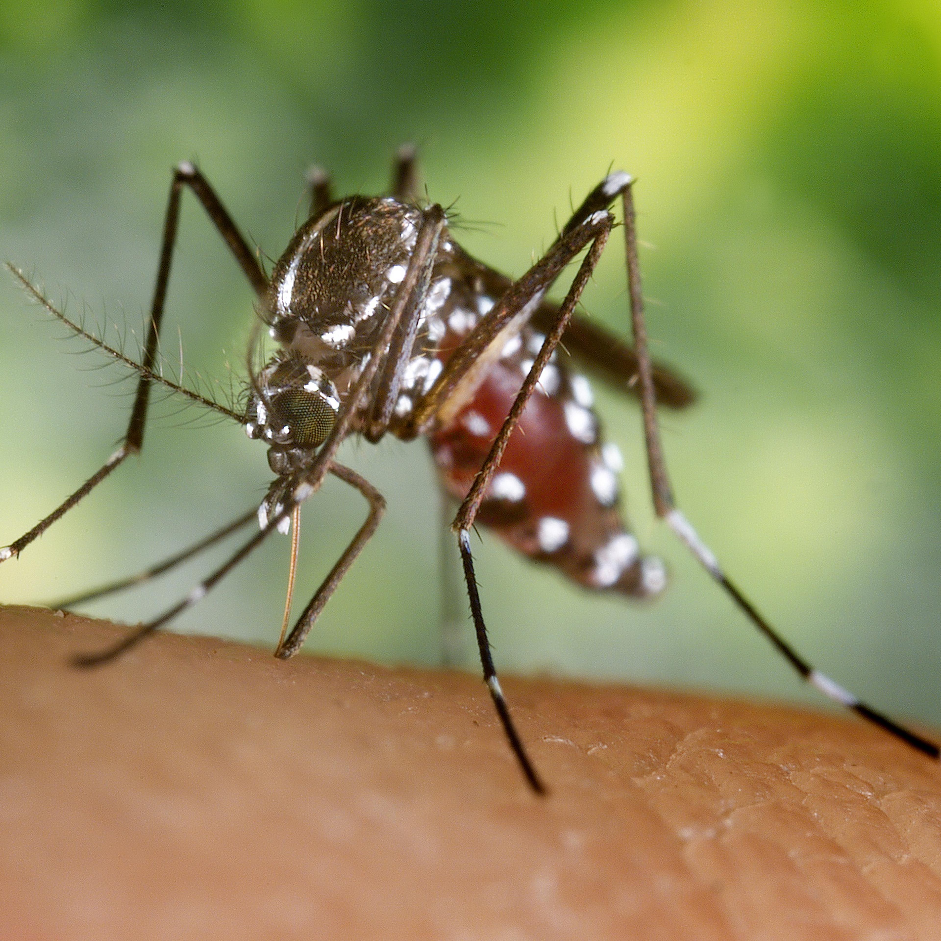 Aedes Albopictus