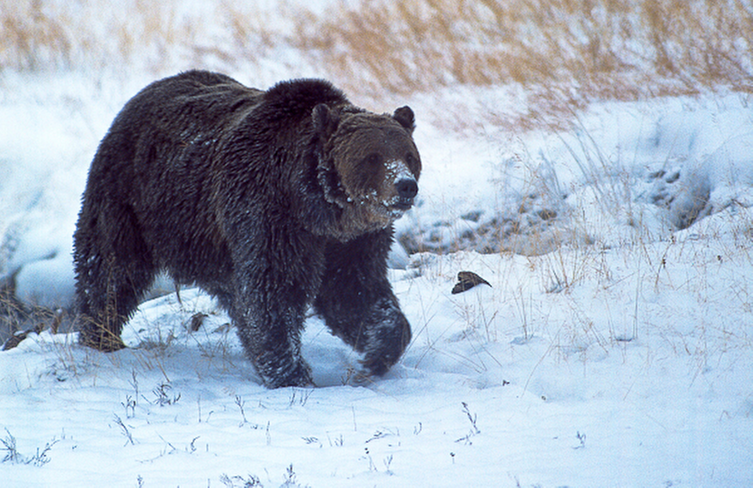 FILE - In this Oct. 2005, file photo provided by Ray Paunovich shows a well-known Yellowstone National Park grizzly bear known as "Scarface." Montana wildlife officials have confirmed that the grizzly bear was shot and killed during a confrontation with 