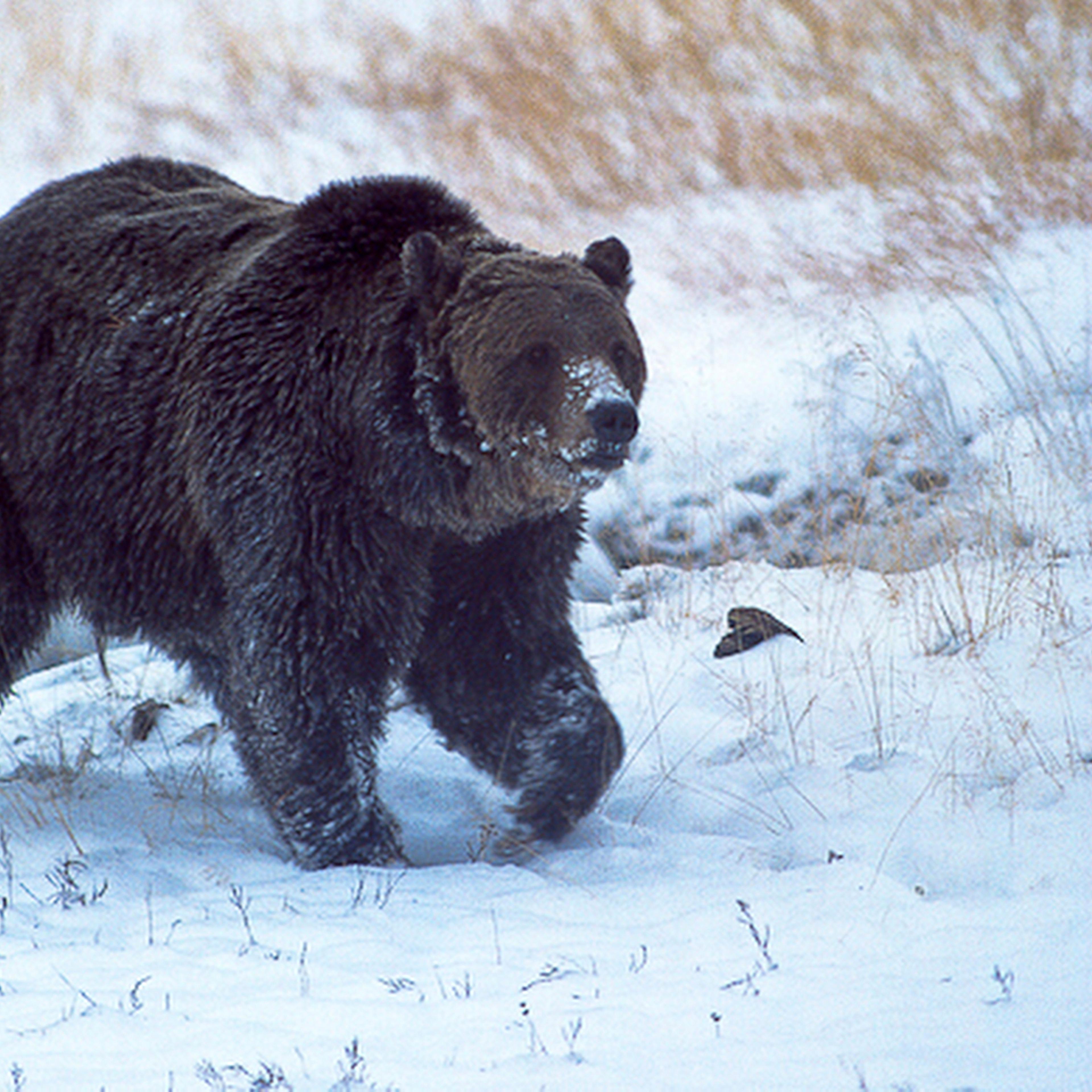 FILE - In this Oct. 2005, file photo provided by Ray Paunovich shows a well-known Yellowstone National Park grizzly bear known as "Scarface." Montana wildlife officials have confirmed that the grizzly bear was shot and killed during a confrontation with