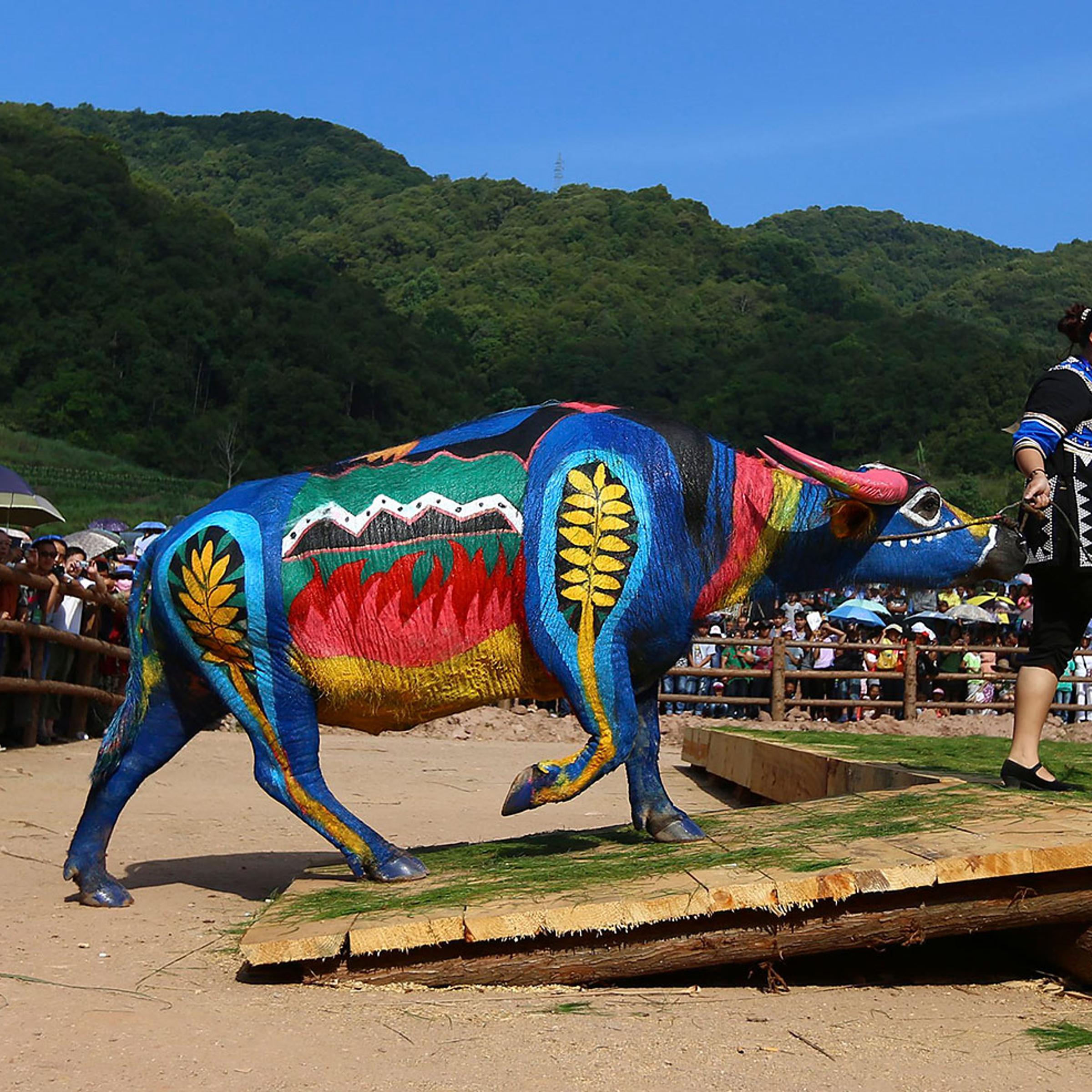 A woman leads her painted buffalo onto a stage during a buffalo bodypainting competition in Jiangcheng county, Yunnan province