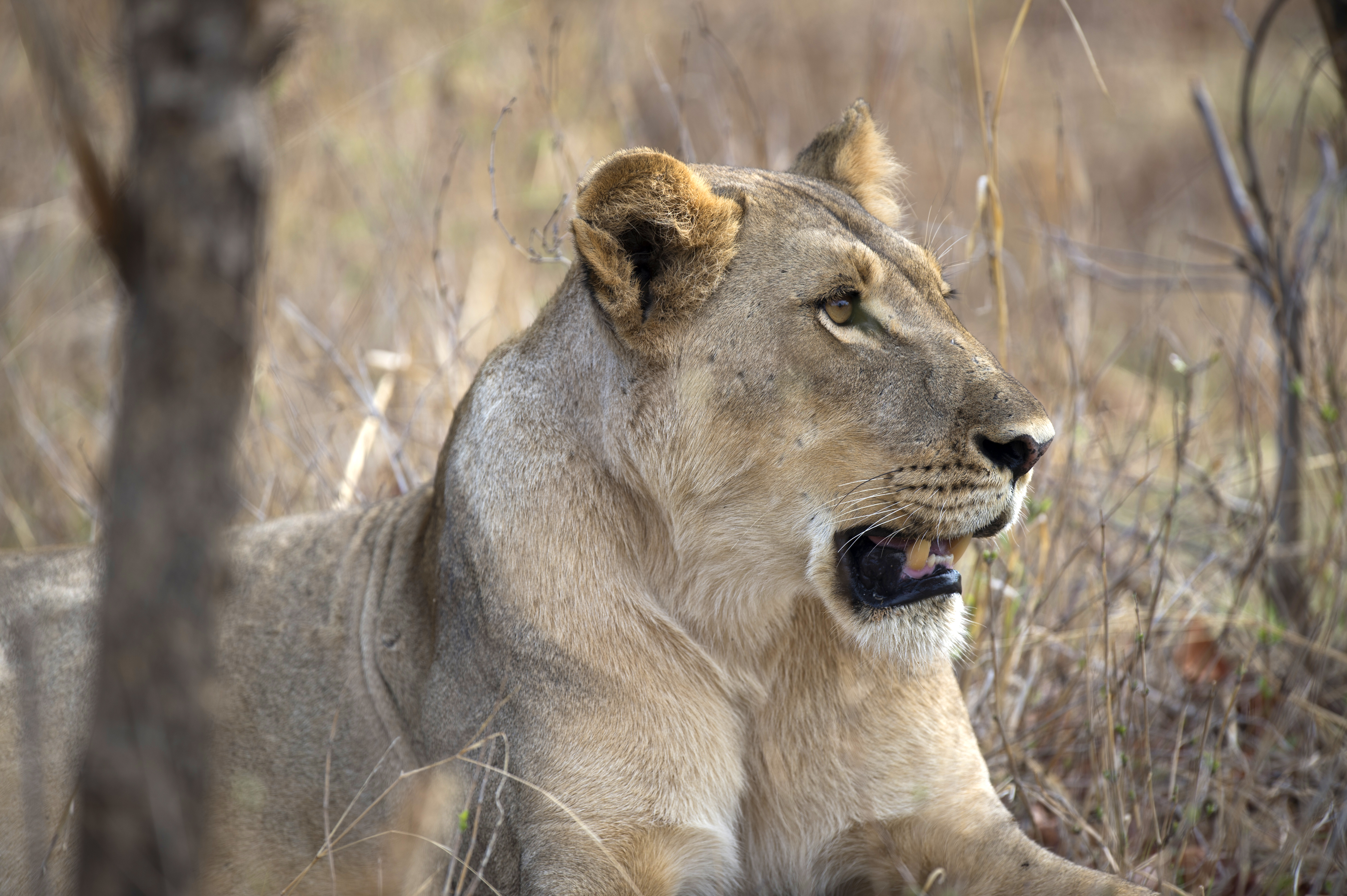 ZIMBABWE-PARK-HWANGE-FEATURE