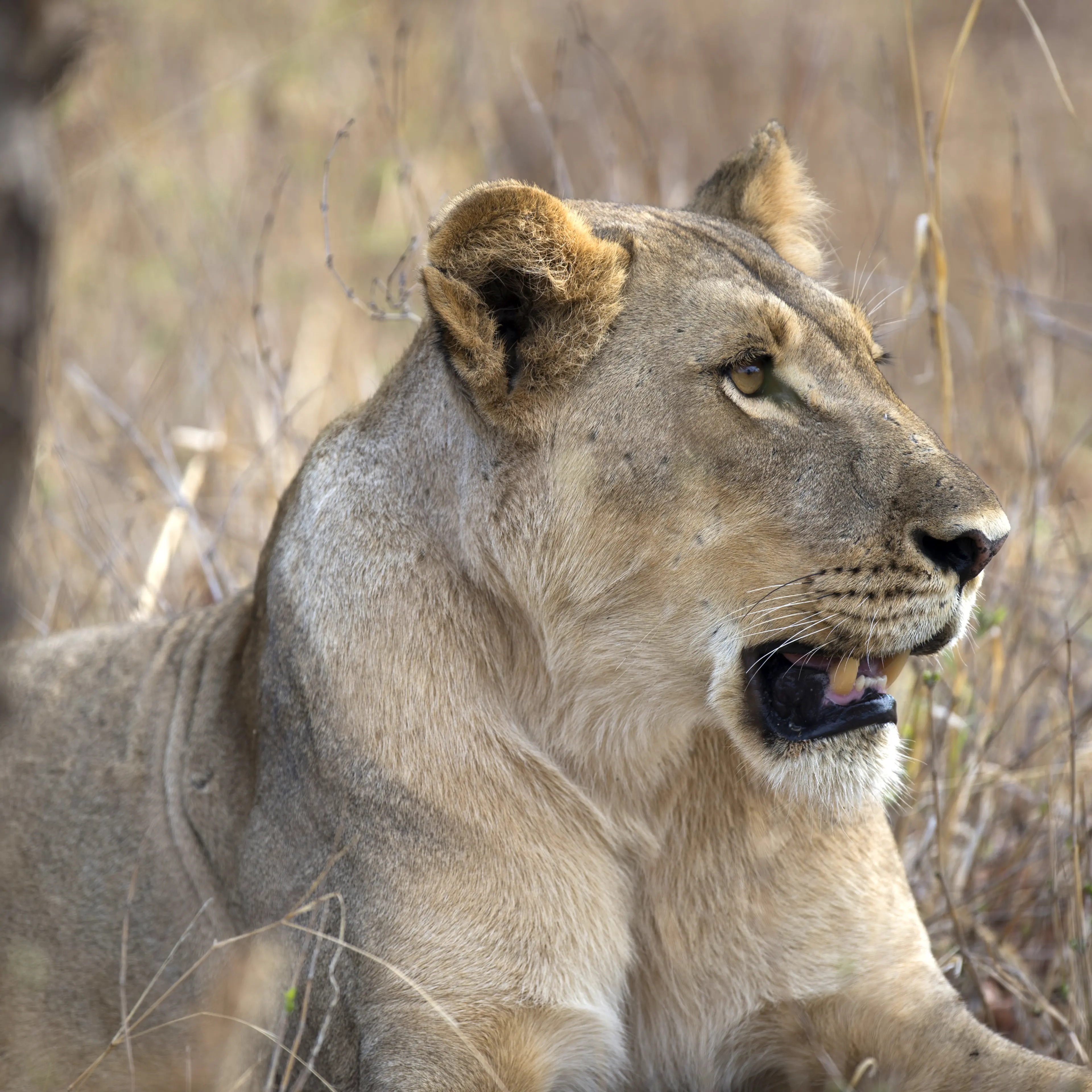 ZIMBABWE-PARK-HWANGE-FEATURE