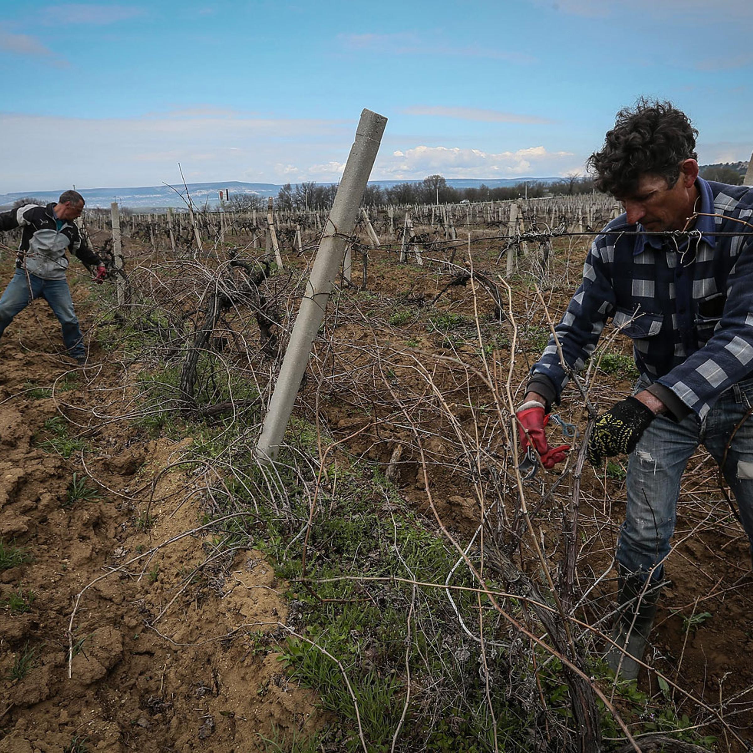 Workers prune wine grapes vine on the Massandra's vineyard near Sevastopol, Crimea, March 28, 2014.