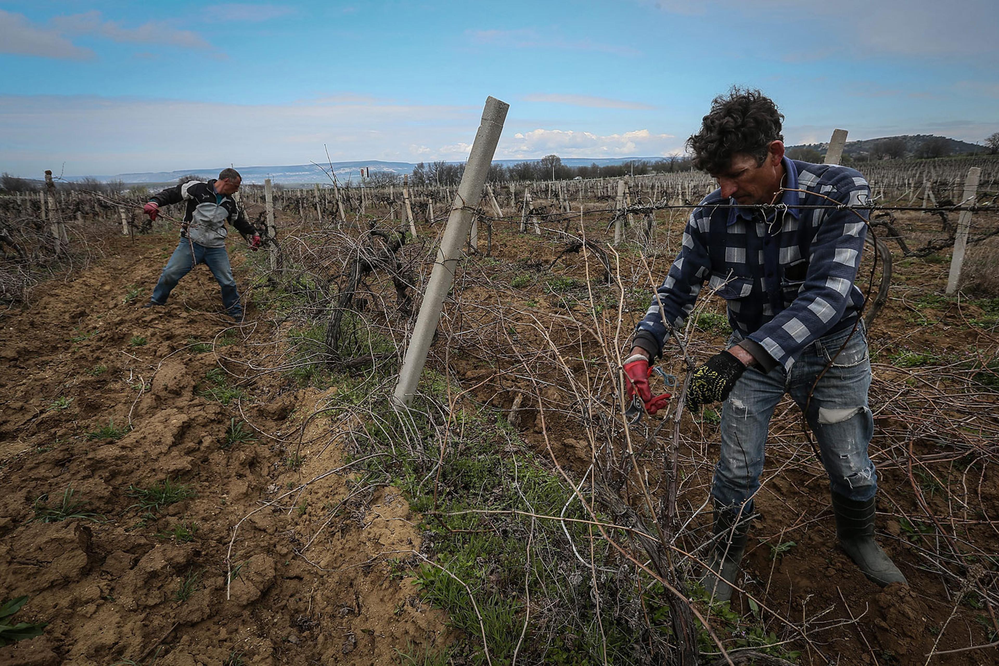 Workers prune wine grapes vine on the Massandra's vineyard near Sevastopol, Crimea, March 28, 2014.